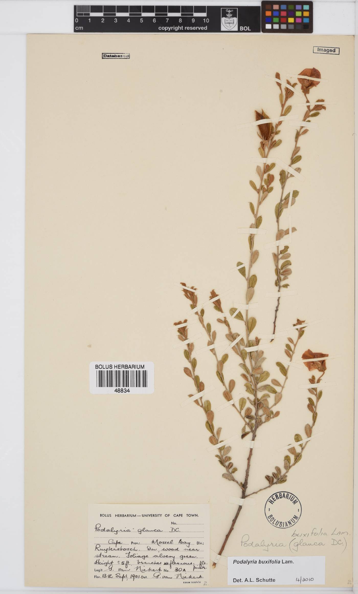 Podalyria buxifolia image