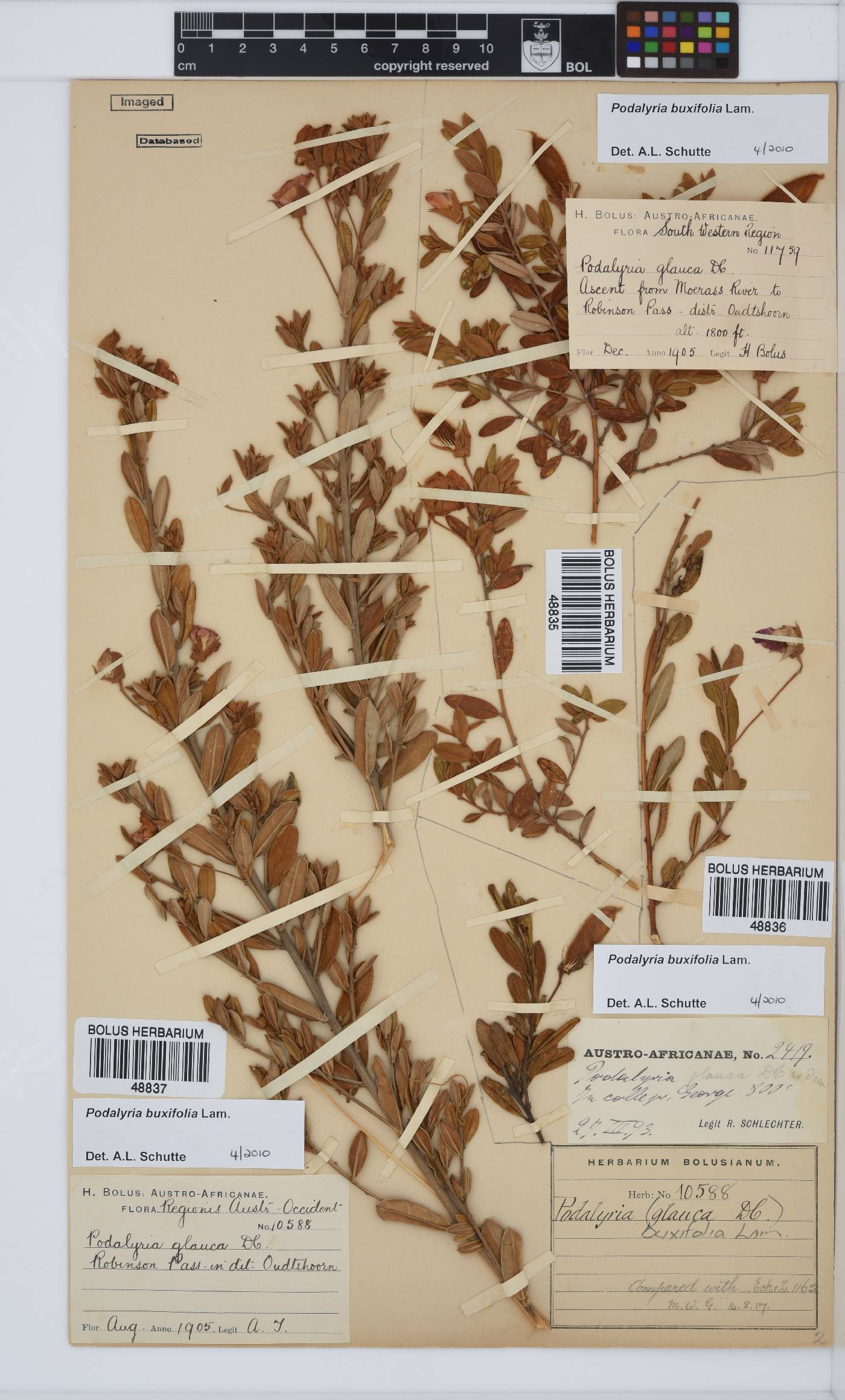 Podalyria buxifolia image