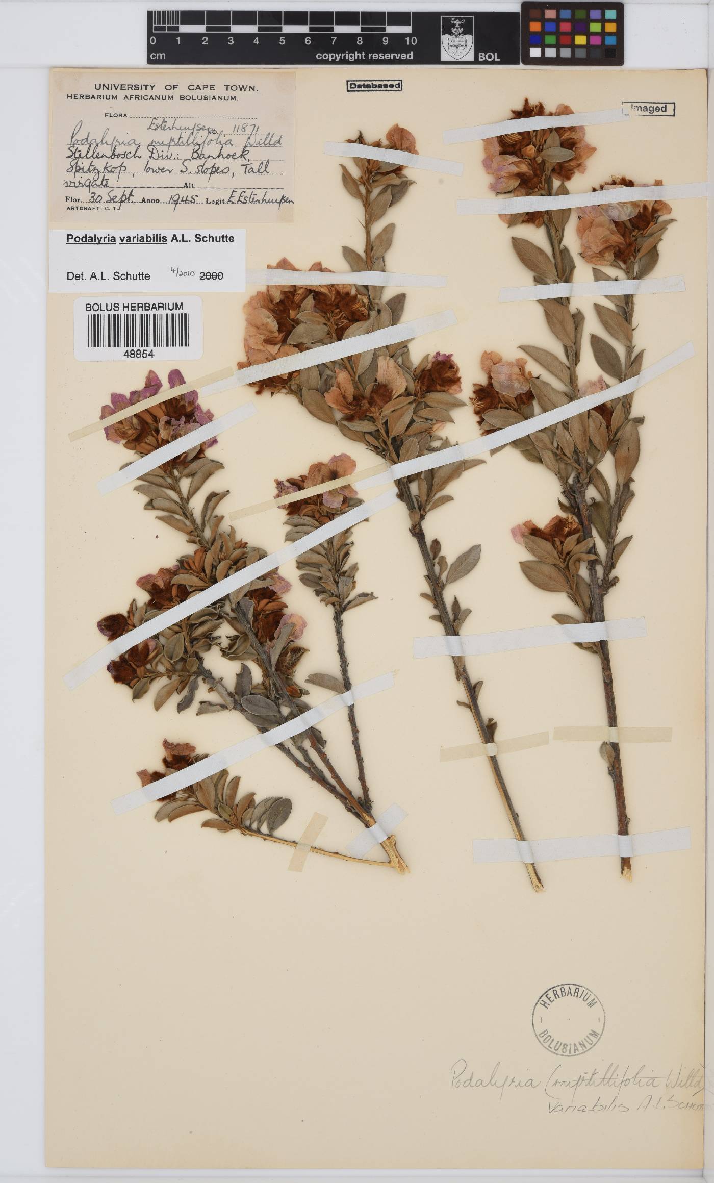 Podalyria variabilis image