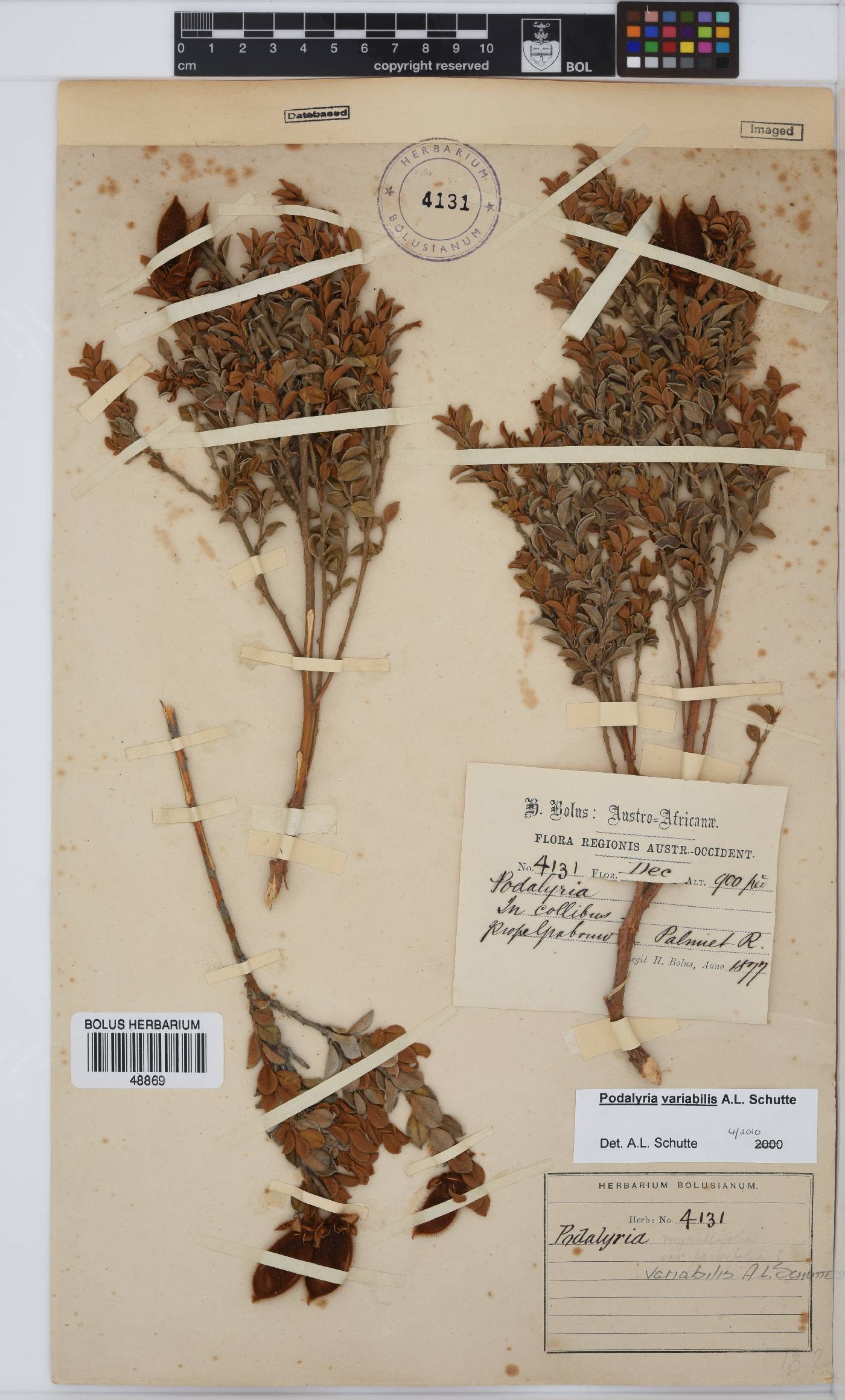 Podalyria variabilis image