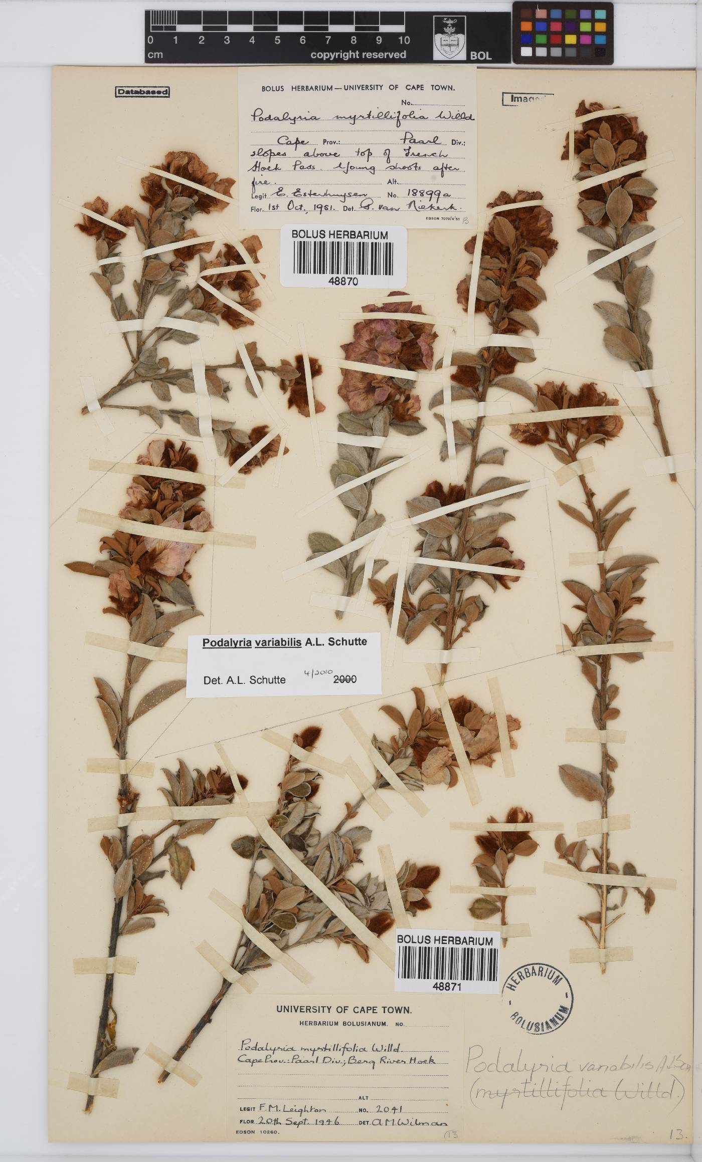 Podalyria variabilis image