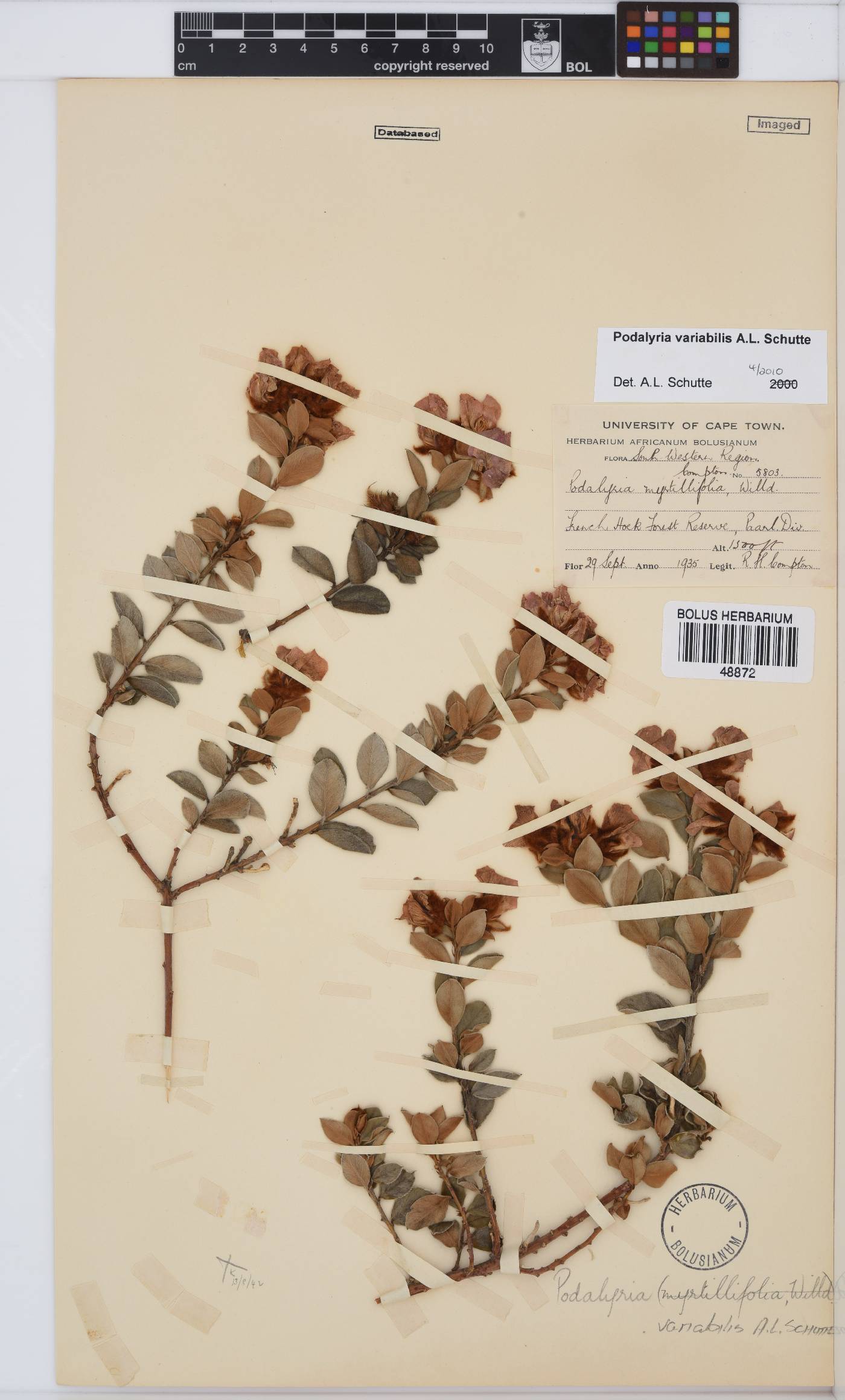 Podalyria variabilis image