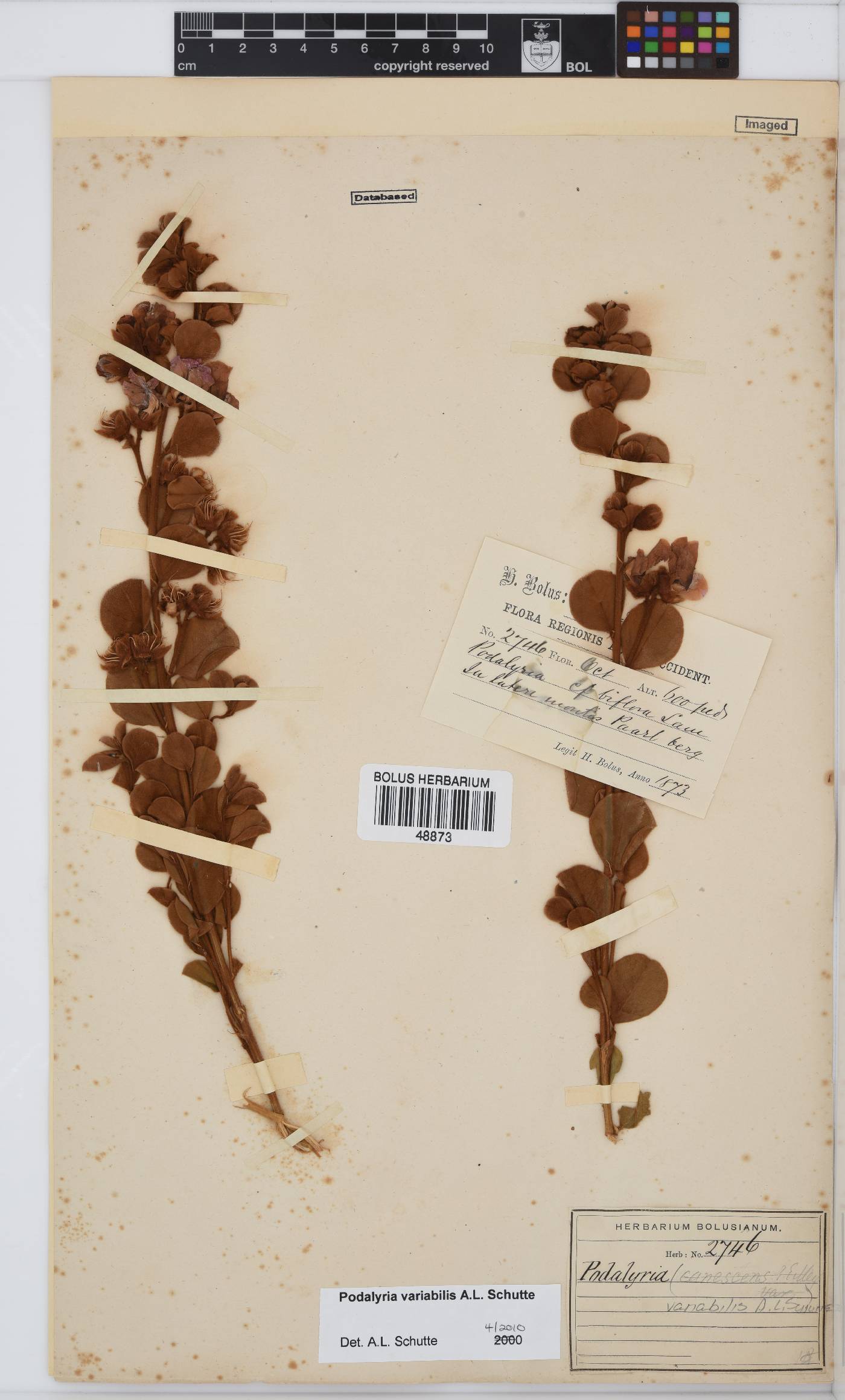 Podalyria variabilis image