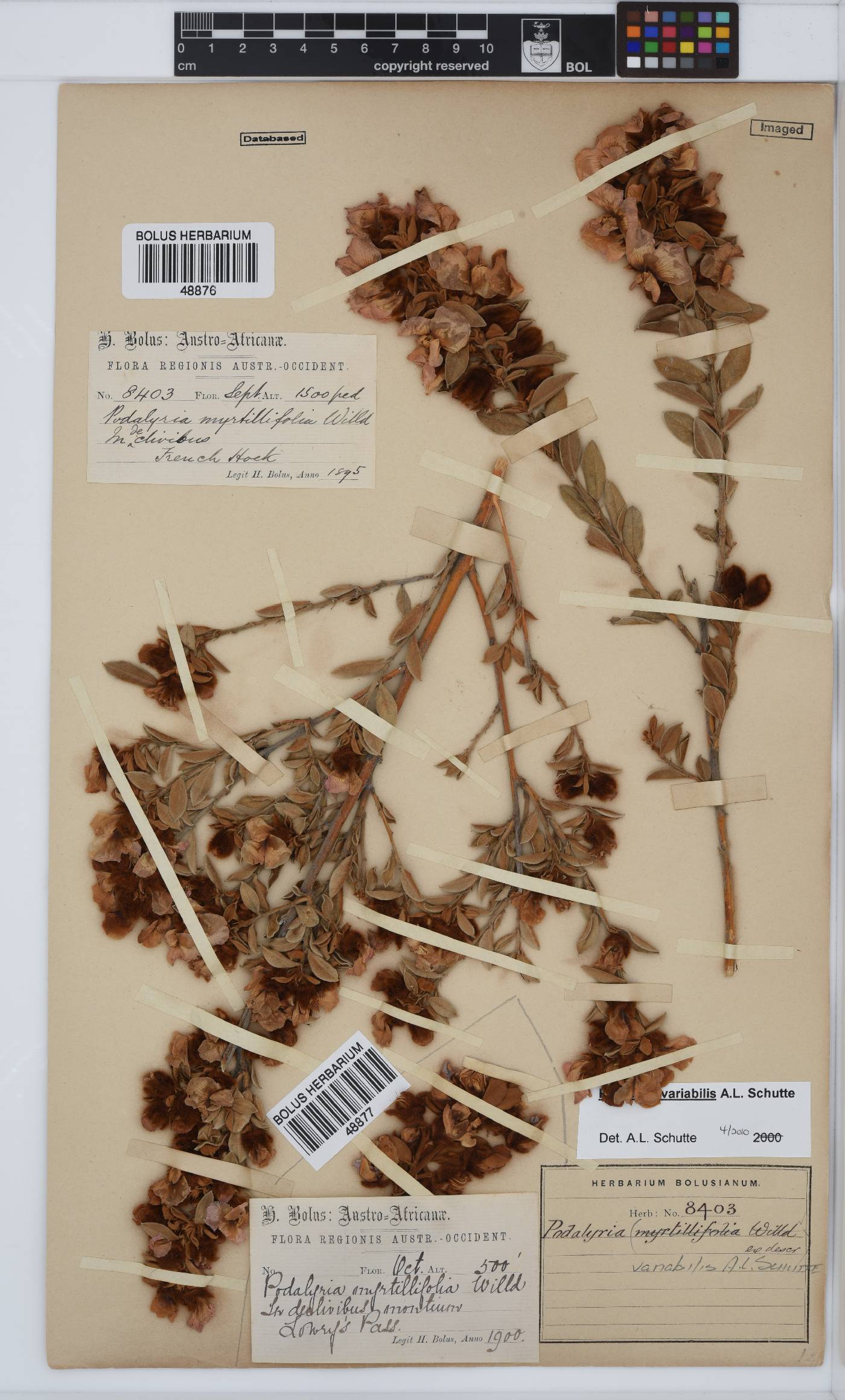 Podalyria variabilis image