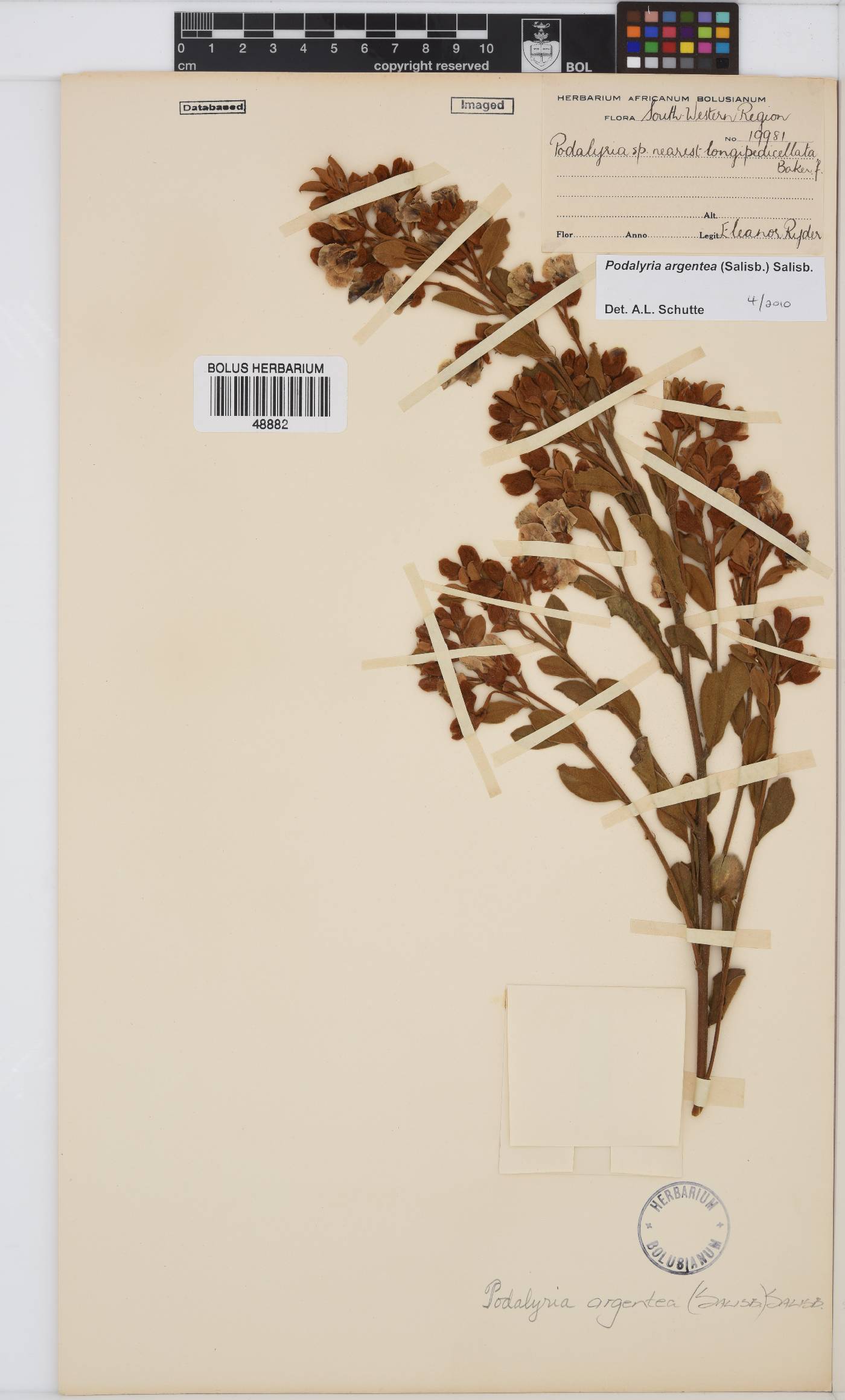 Podalyria argentea image