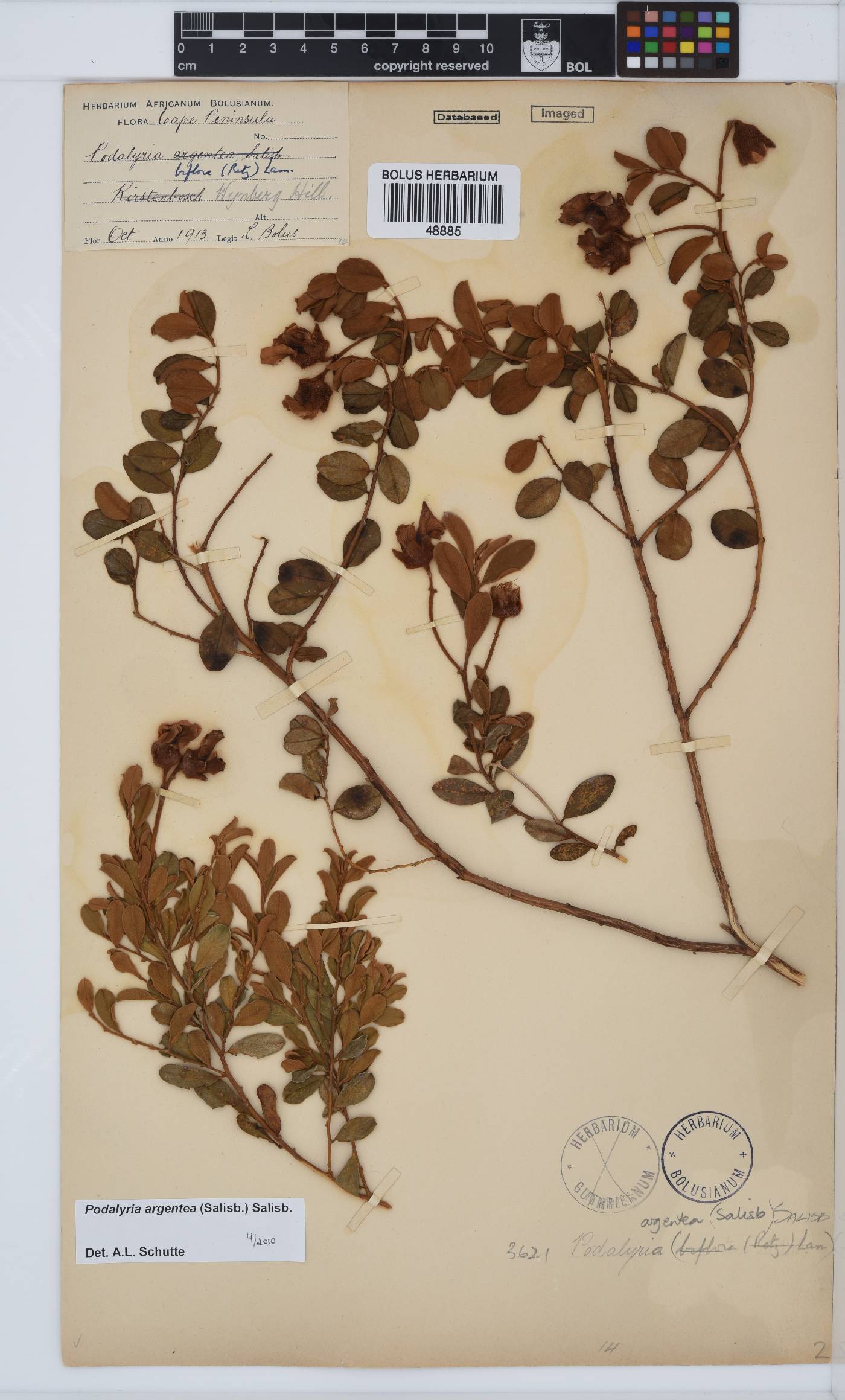 Podalyria argentea image
