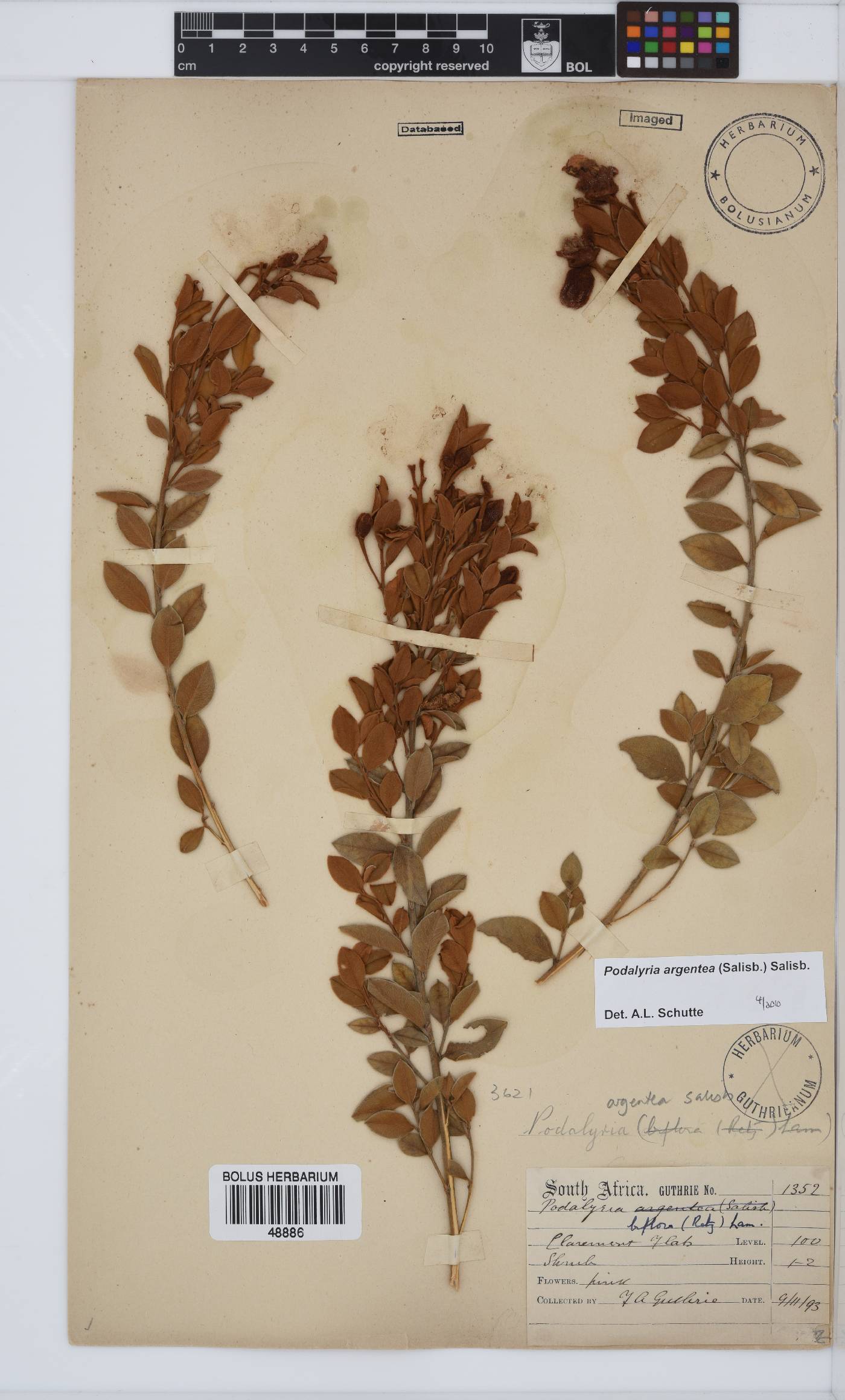 Podalyria argentea image