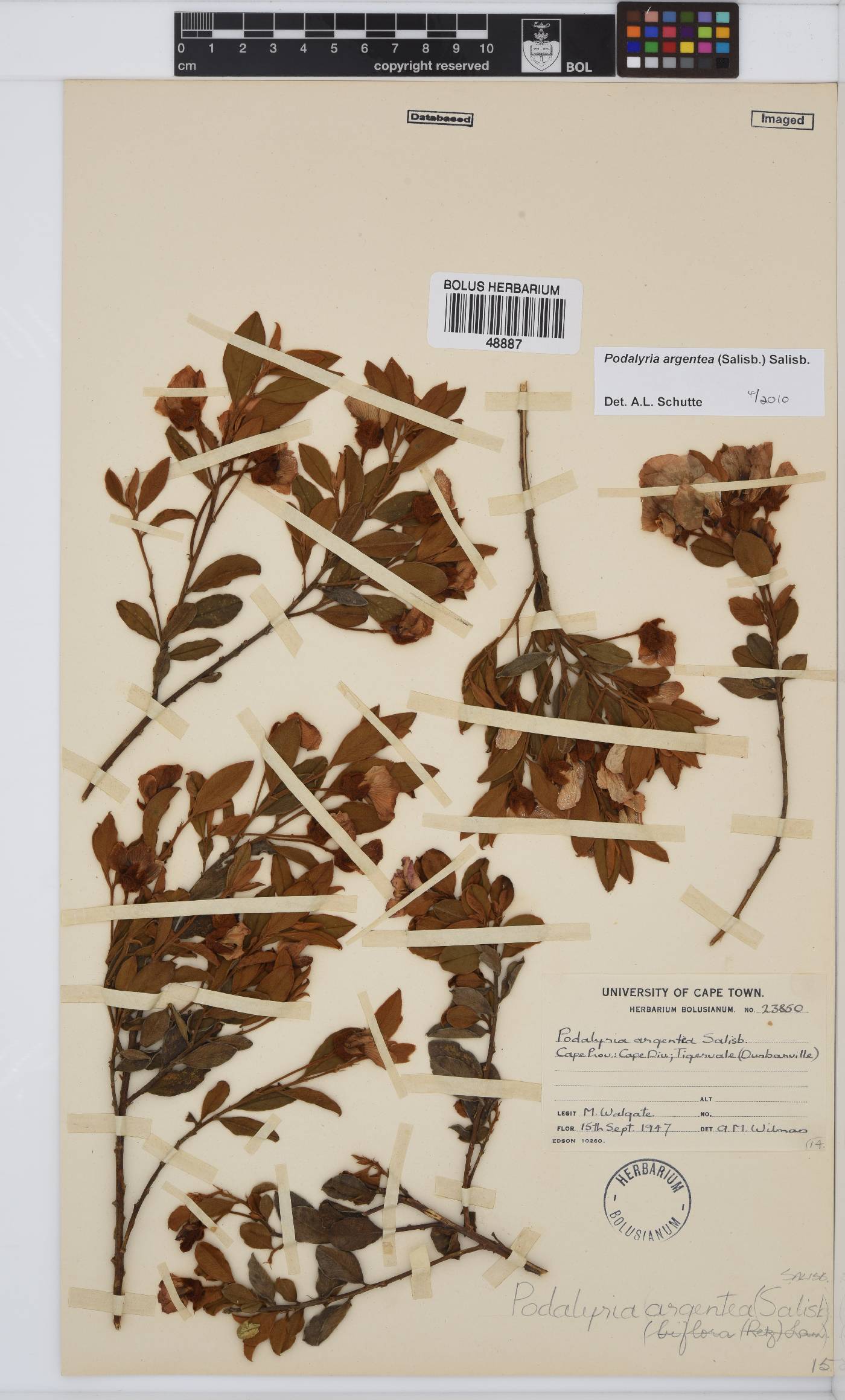 Podalyria argentea image