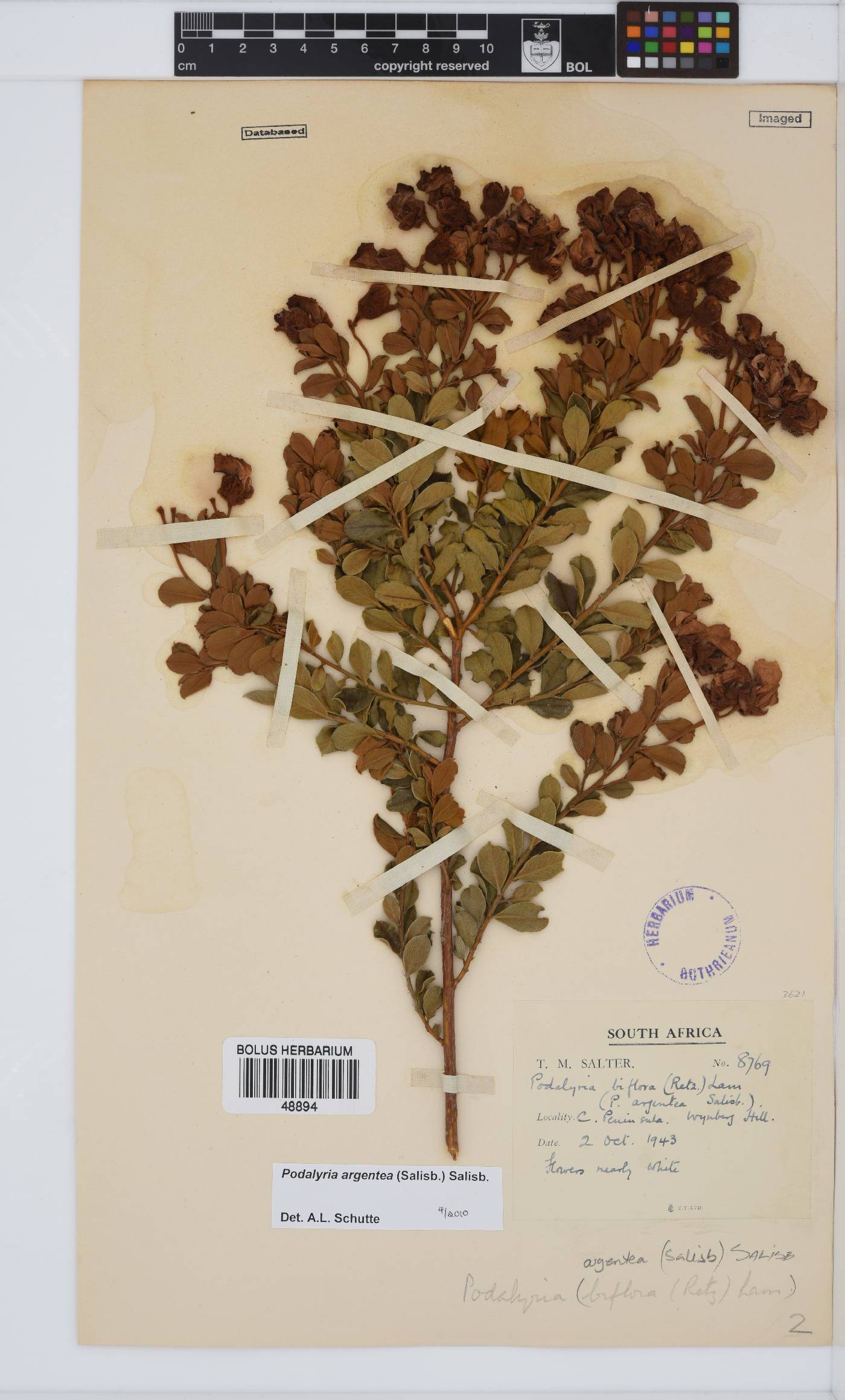 Podalyria argentea image