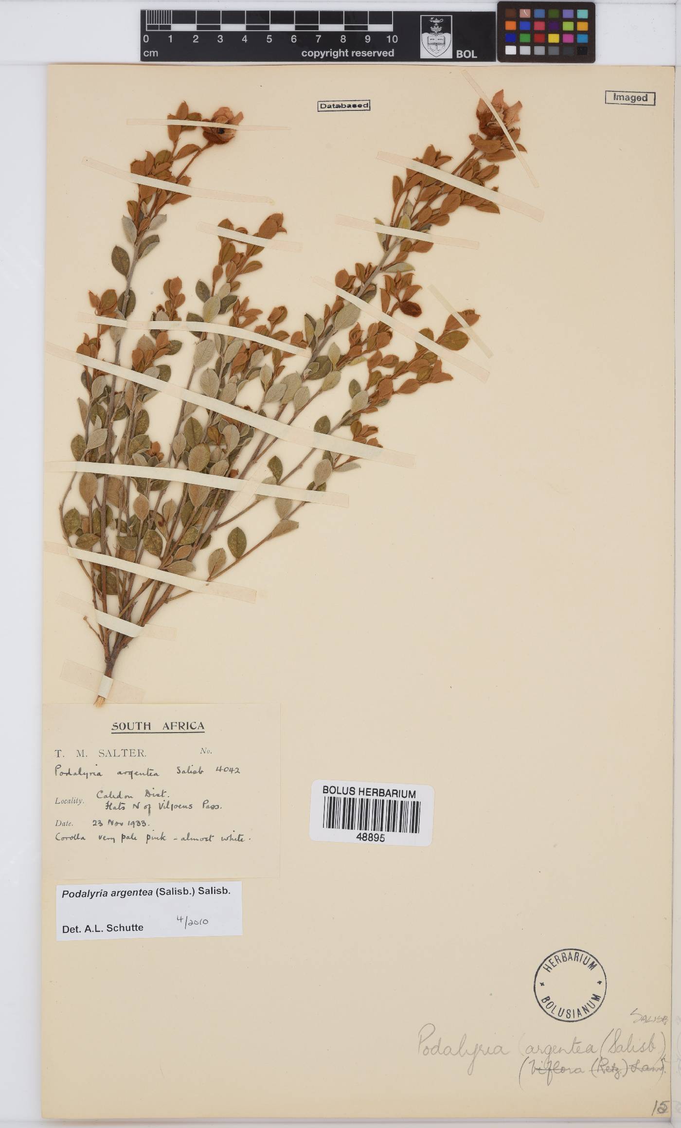 Podalyria argentea image
