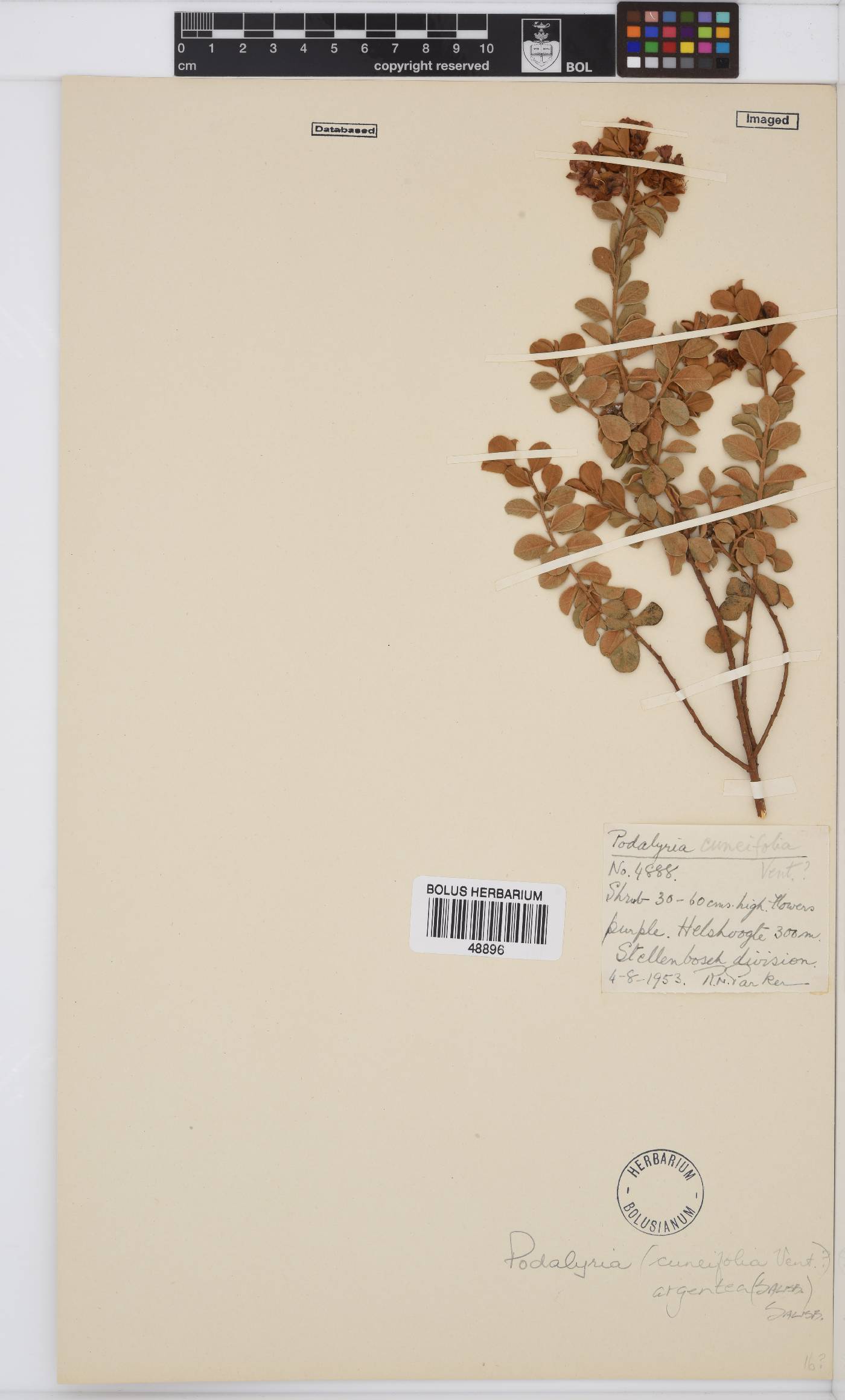 Podalyria argentea image