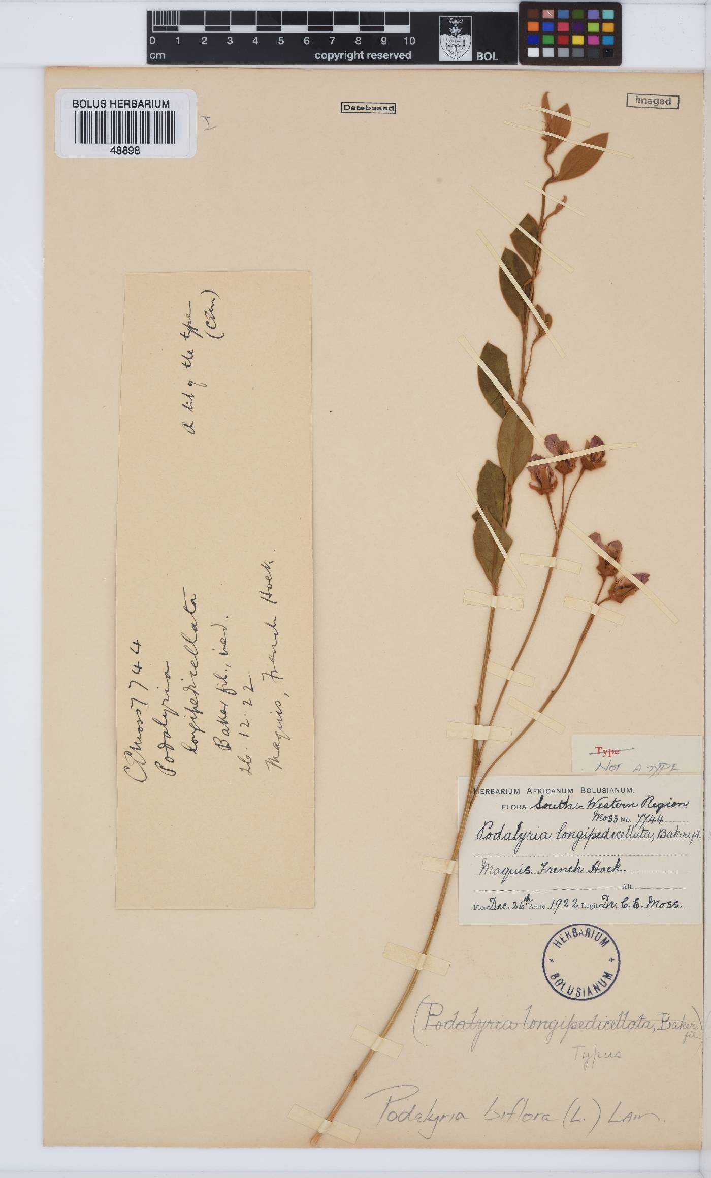 Podalyria biflora image