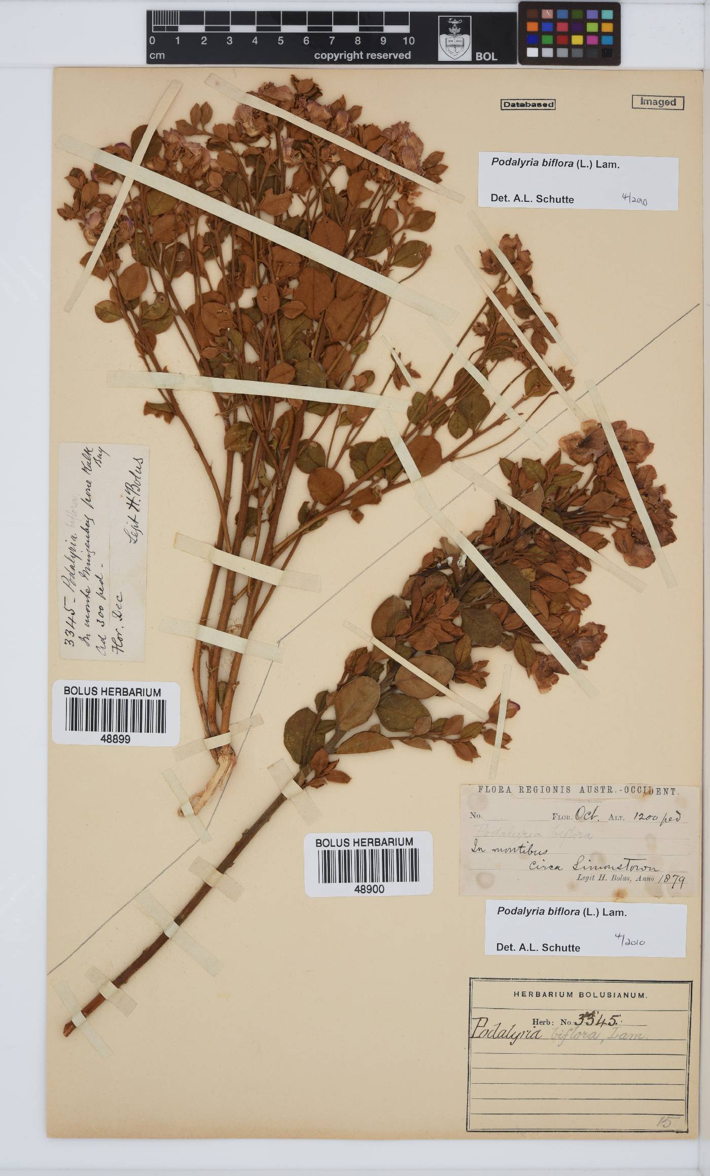 Podalyria biflora image