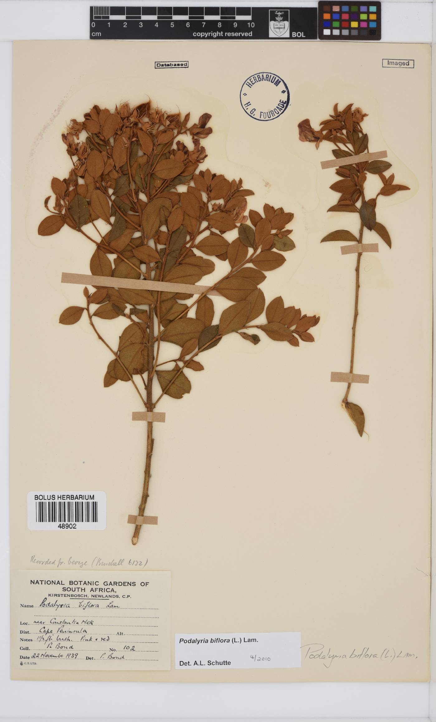 Podalyria biflora image