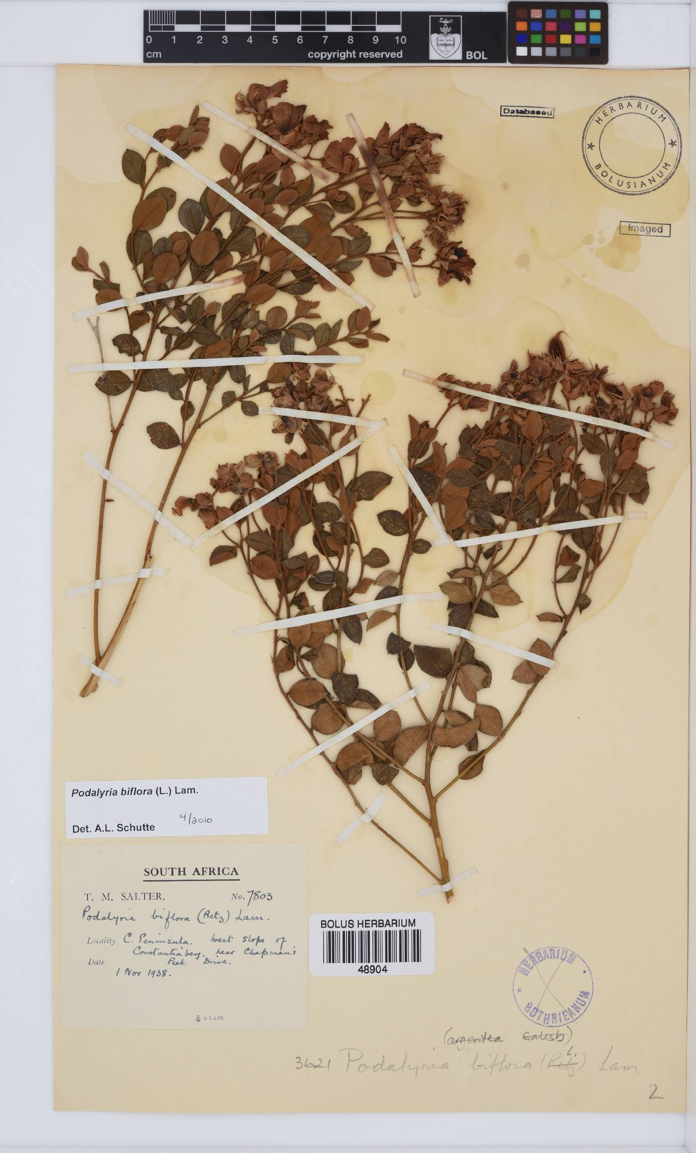 Podalyria biflora image