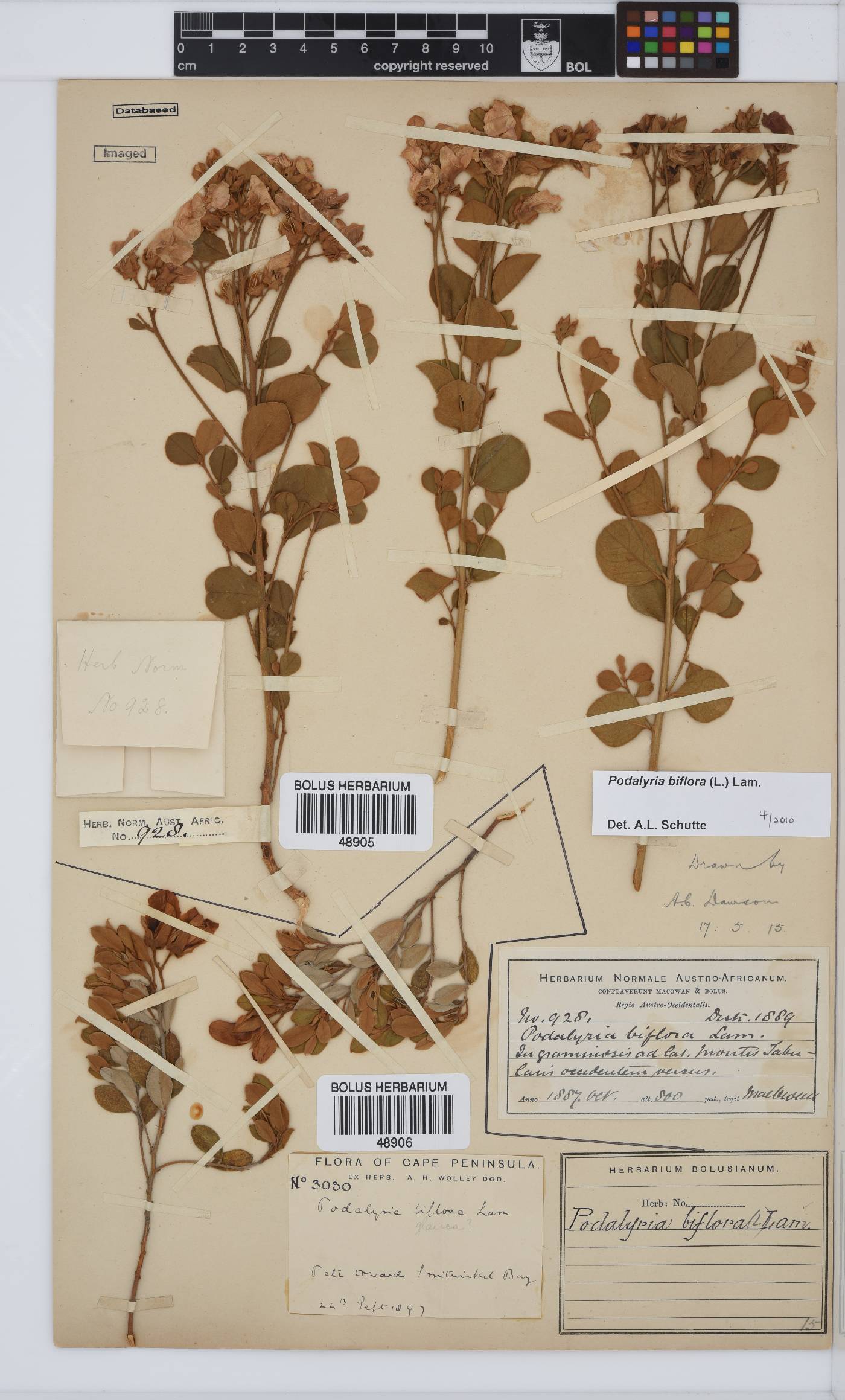 Podalyria biflora image
