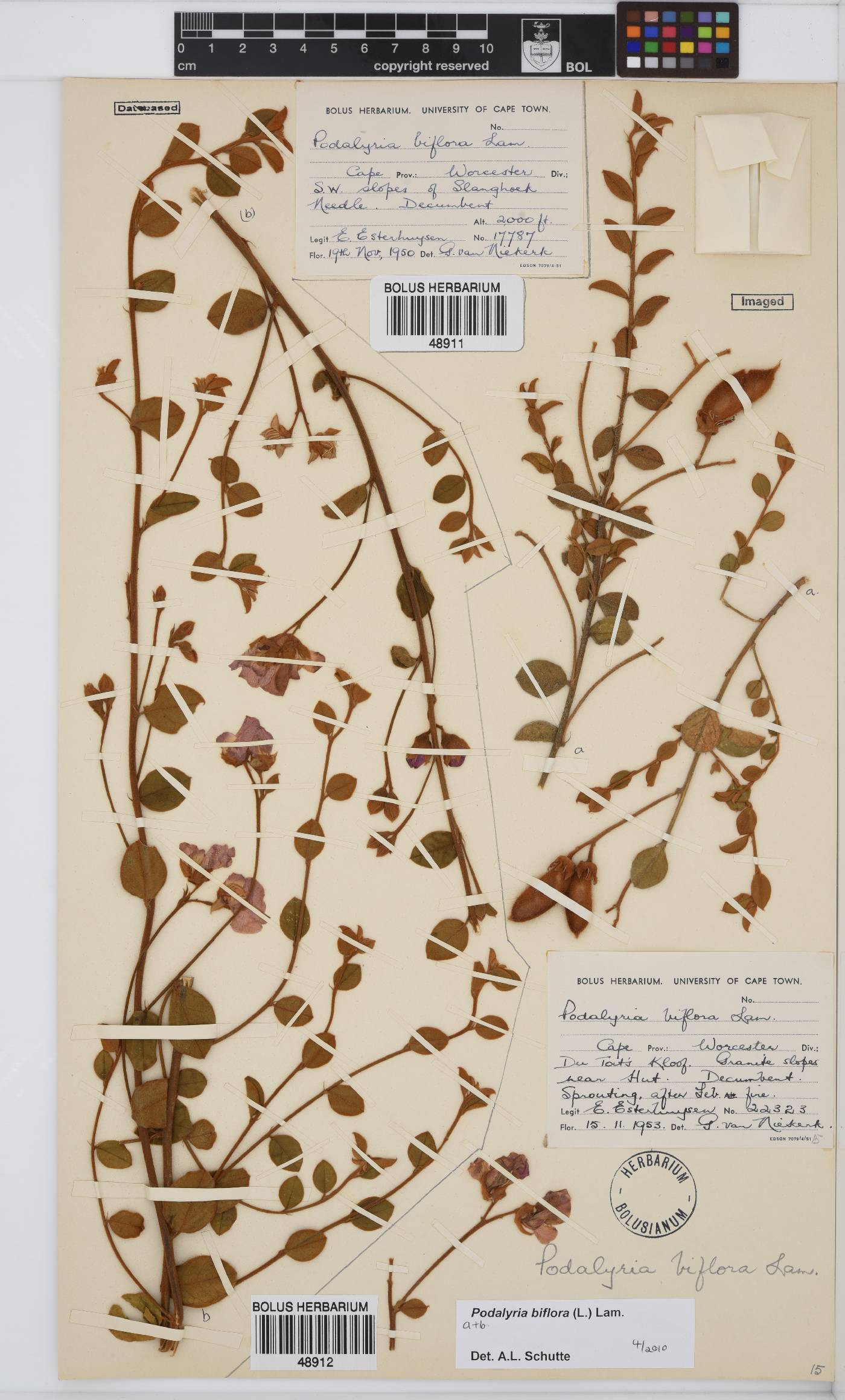 Podalyria biflora image