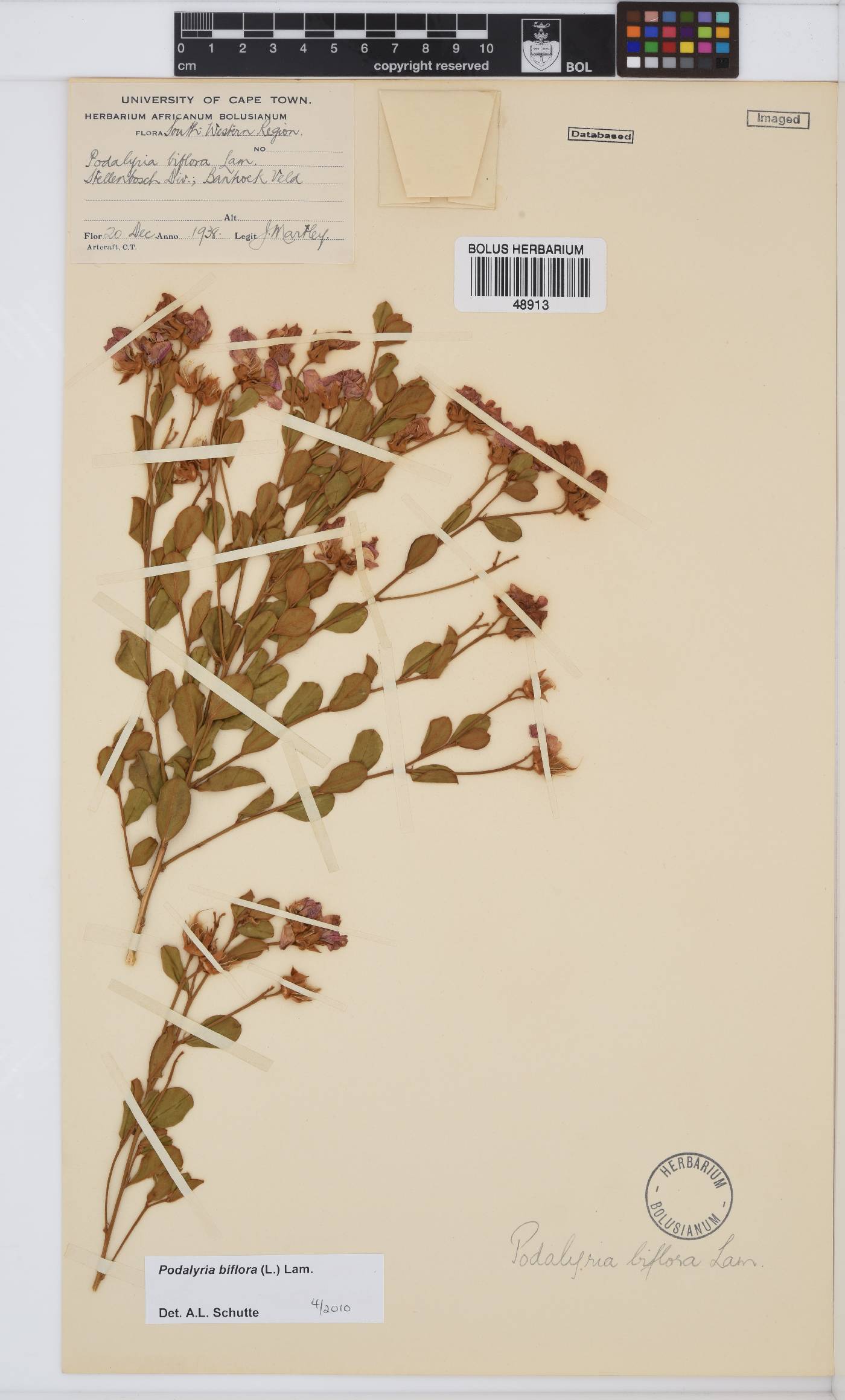 Podalyria biflora image