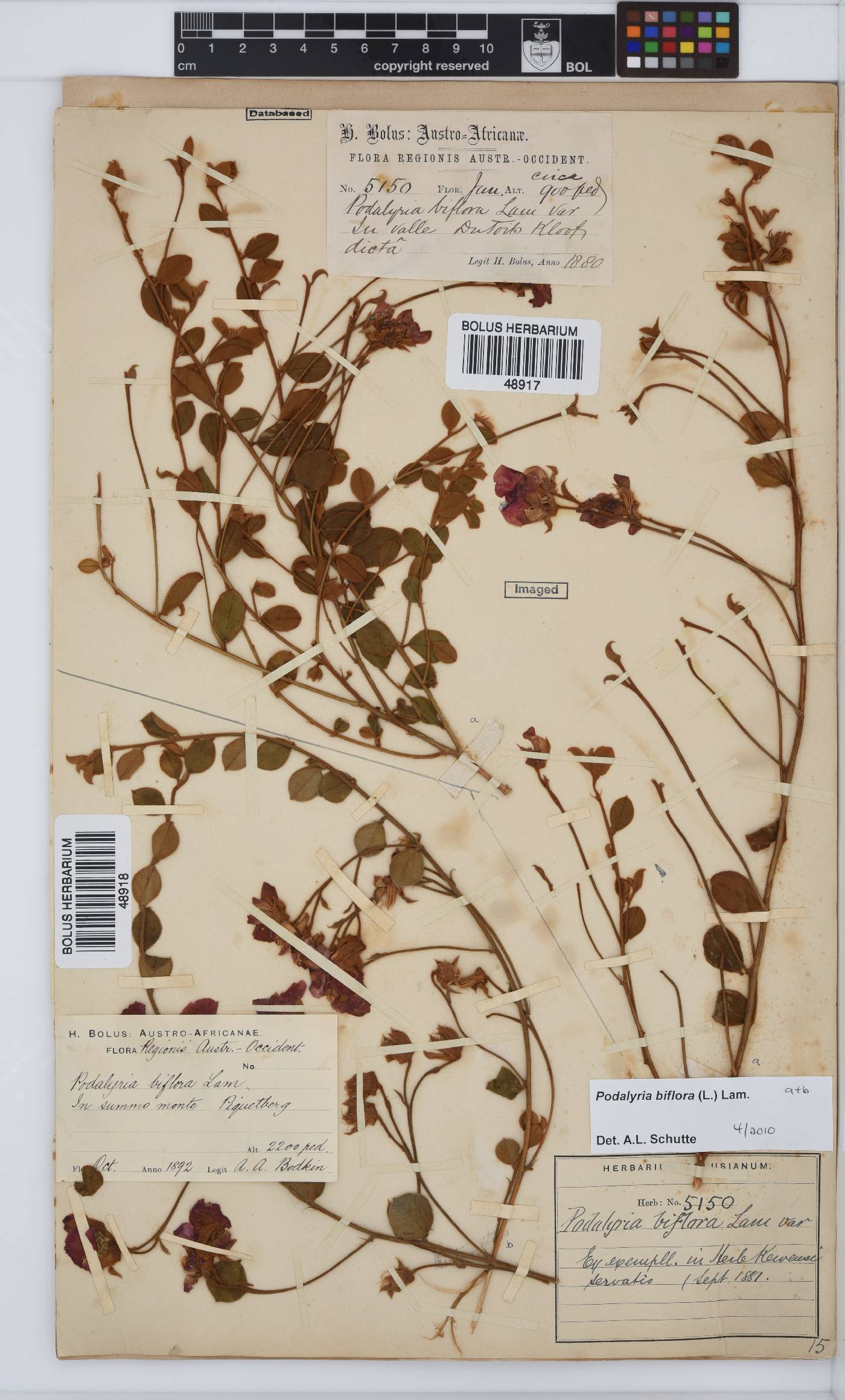 Podalyria biflora image