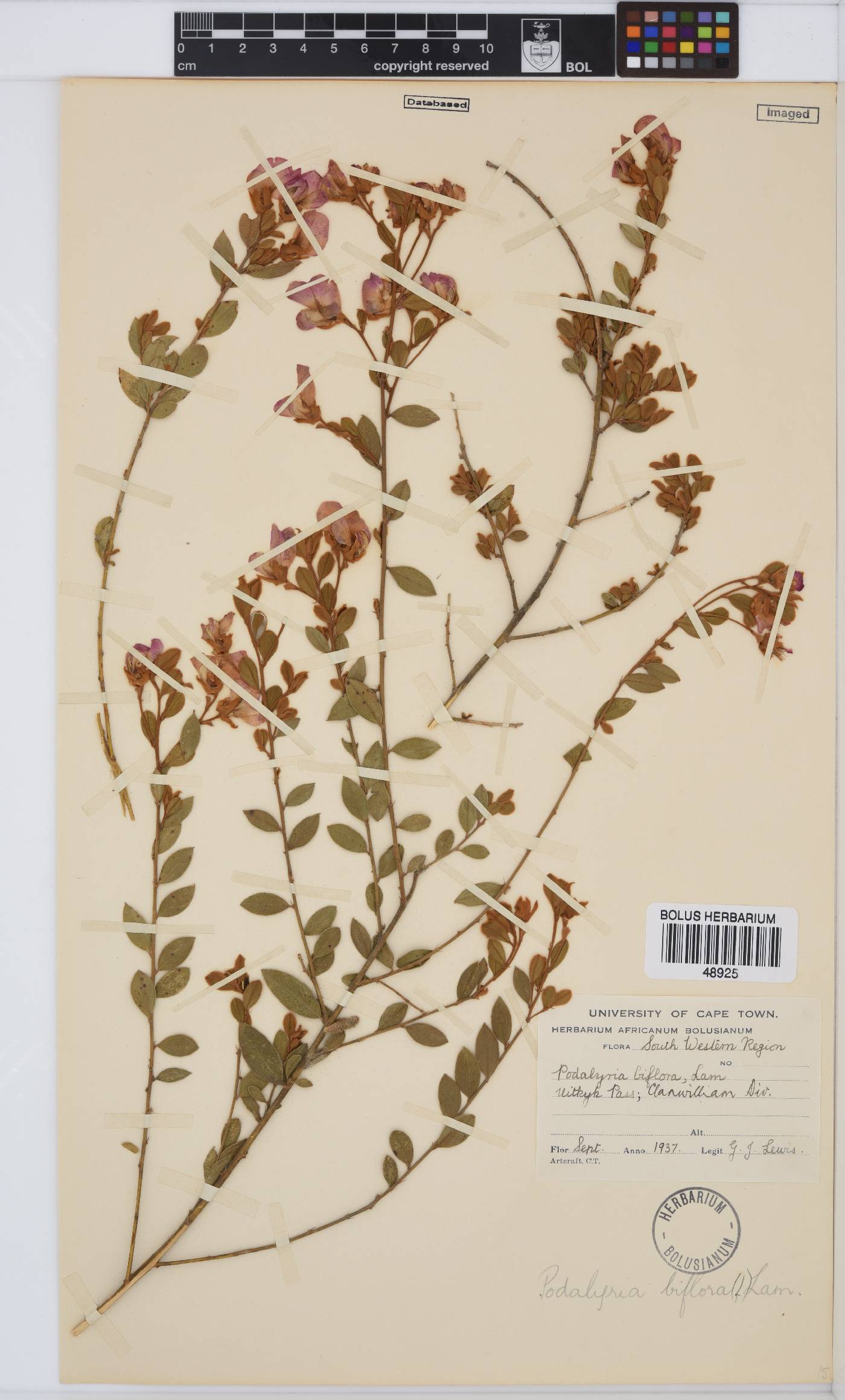 Podalyria biflora image