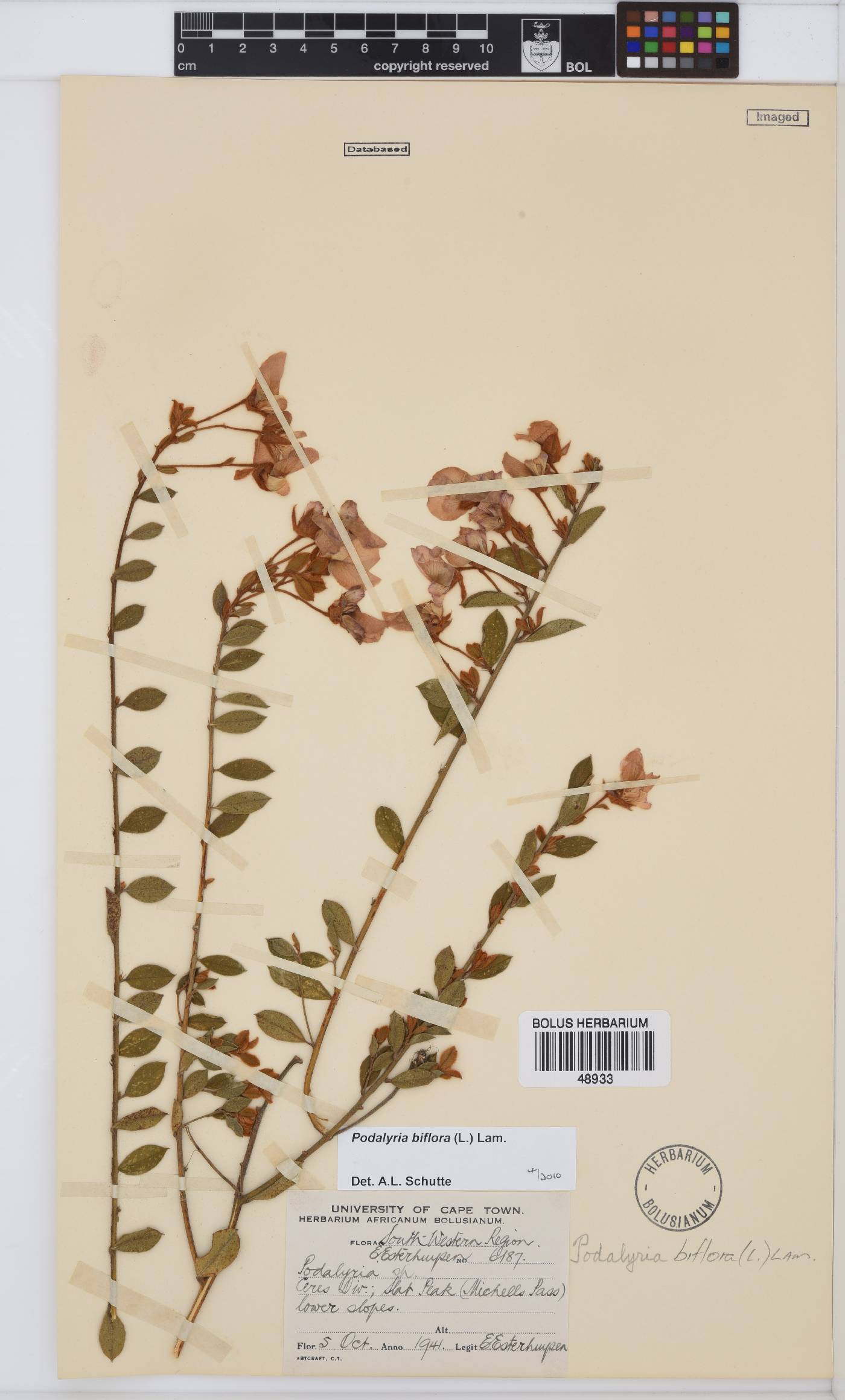 Podalyria biflora image