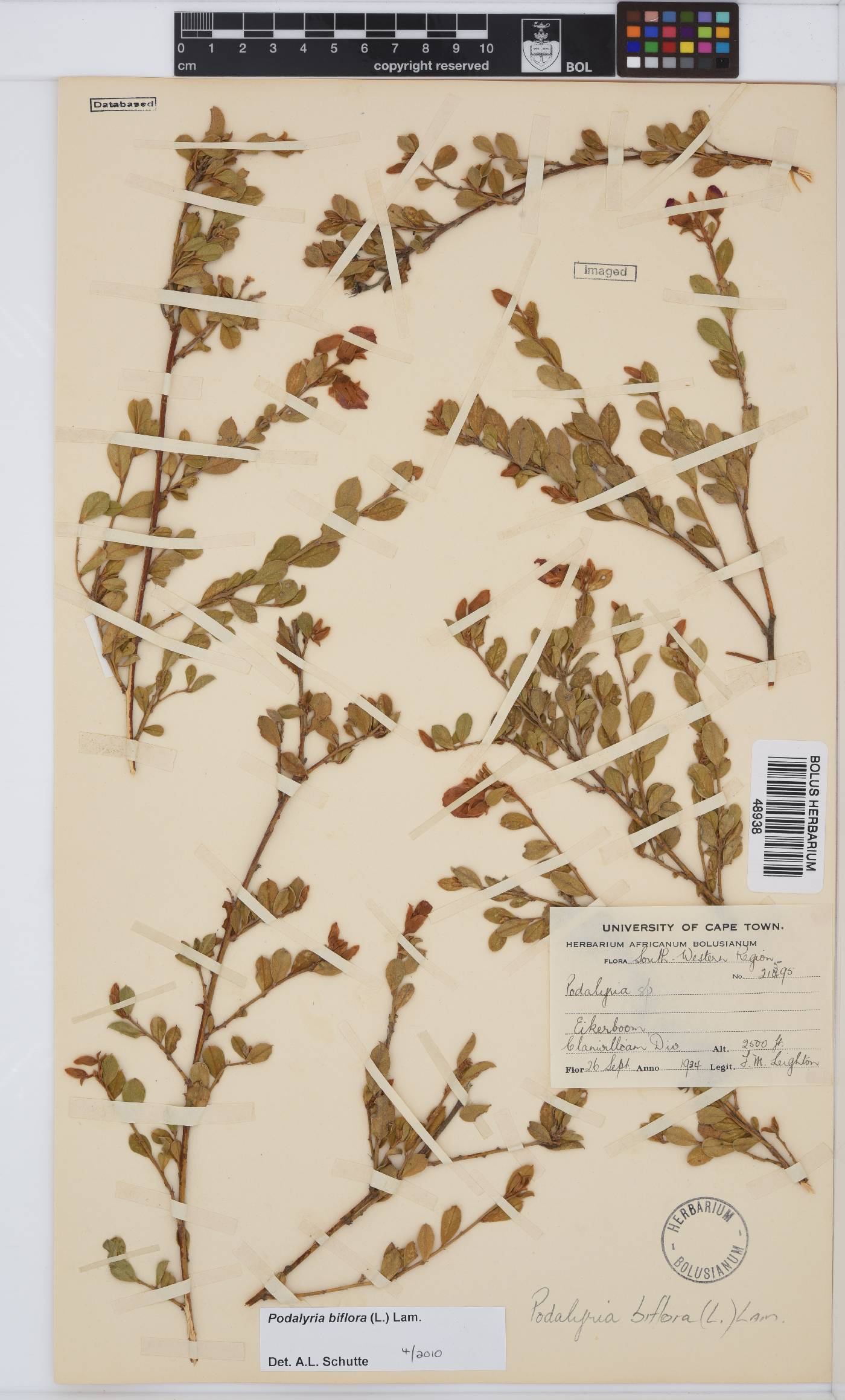 Podalyria biflora image