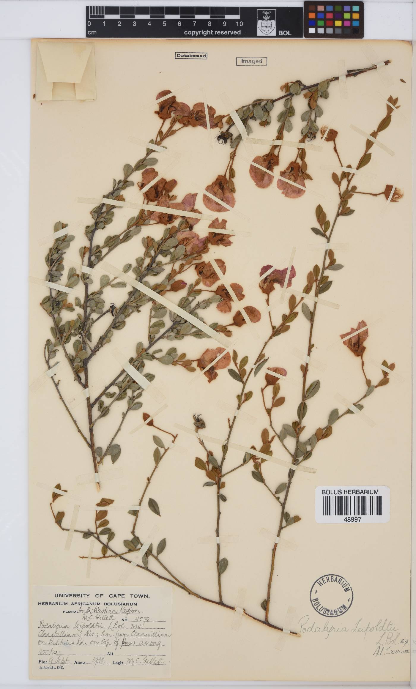 Podalyria leipoldtii image