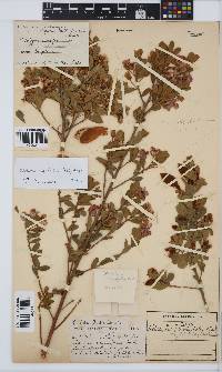 Podalyria myrtillifolia image