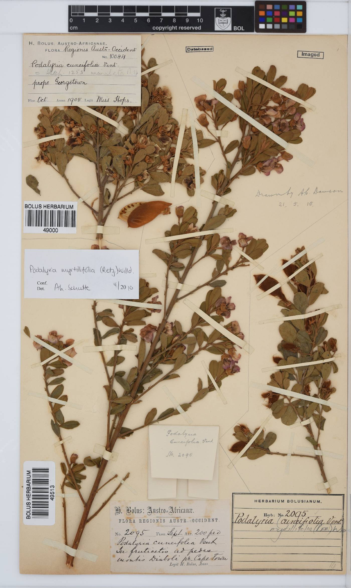 Podalyria myrtillifolia image