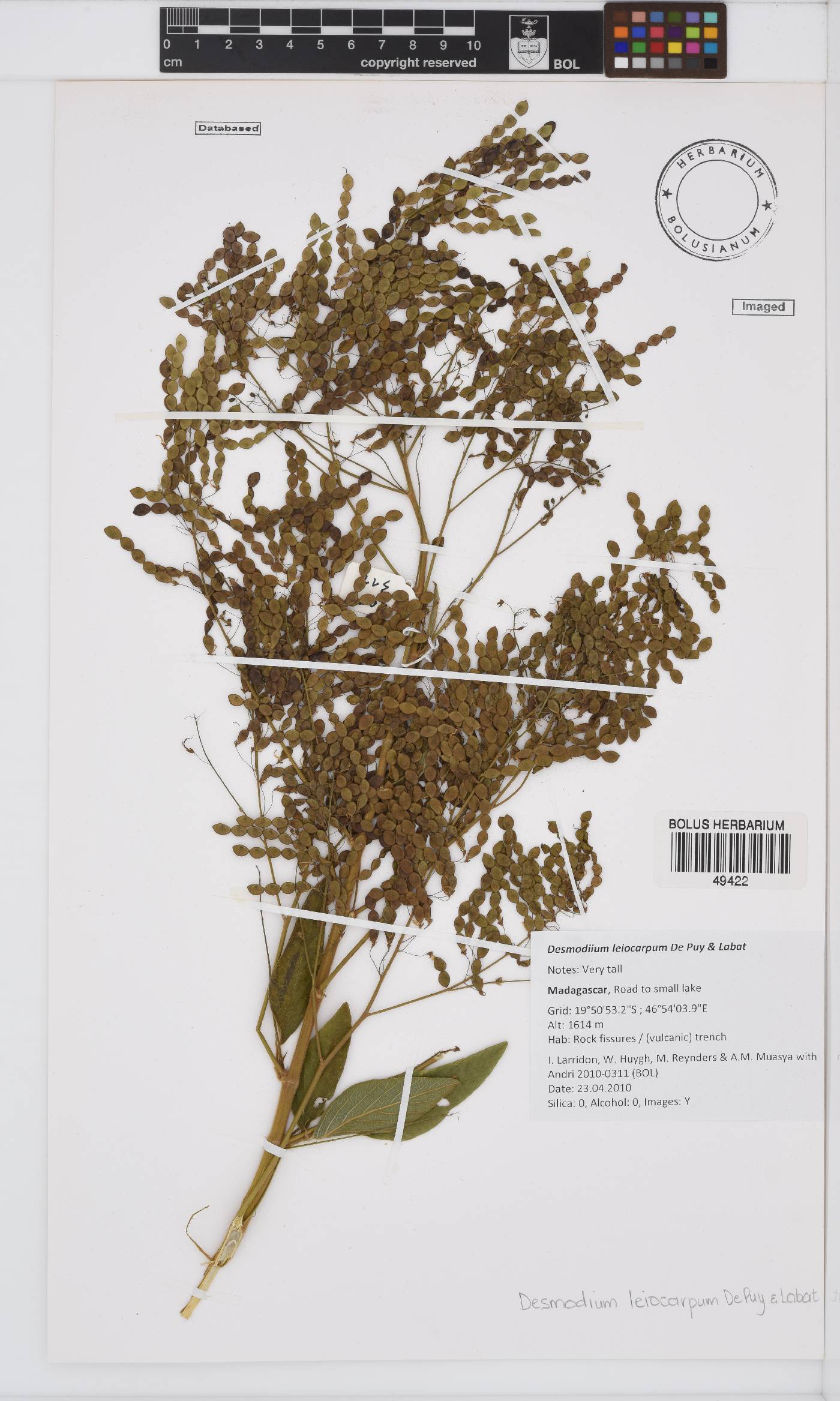 Desmodium velutinum image