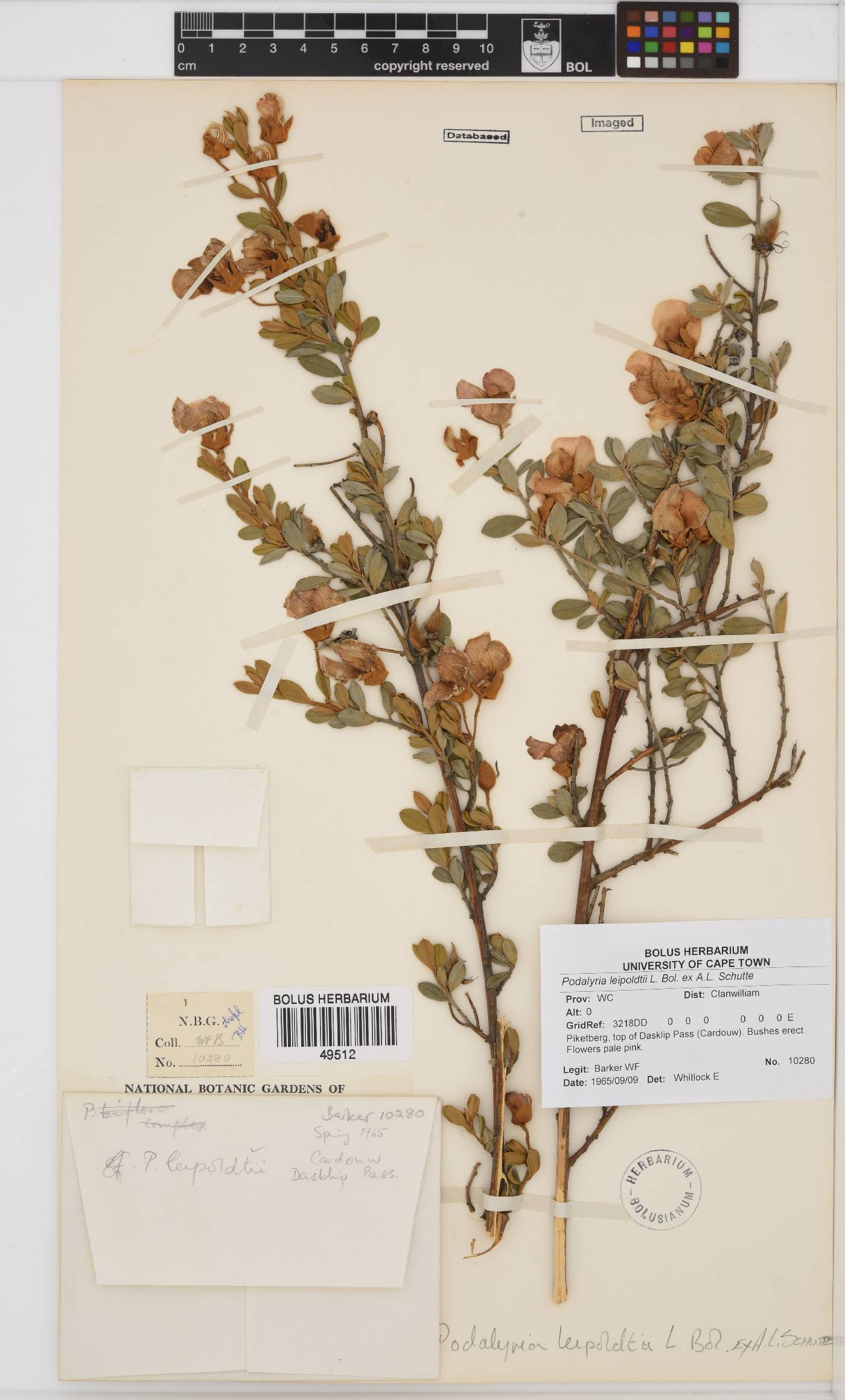 Podalyria leipoldtii image