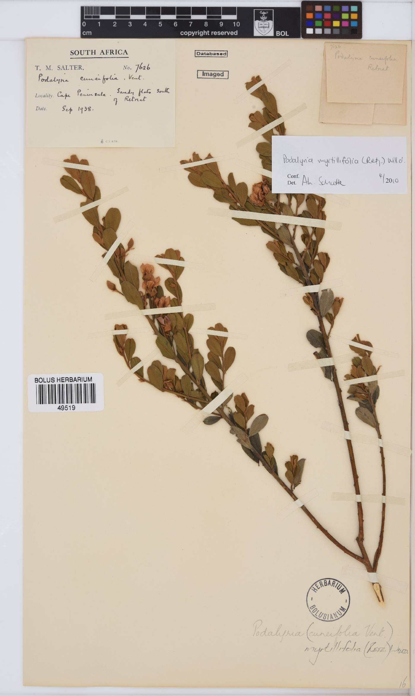 Podalyria myrtillifolia image