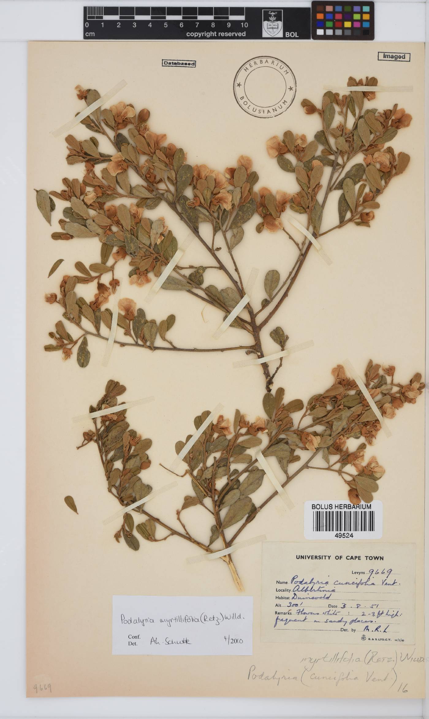 Podalyria myrtillifolia image