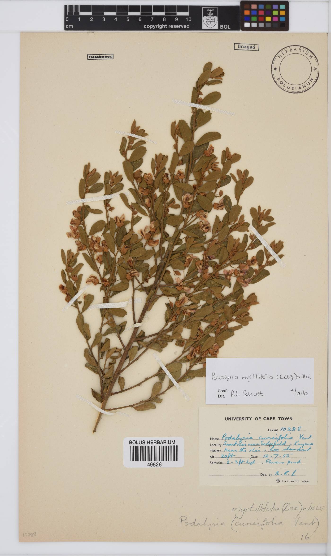 Podalyria myrtillifolia image