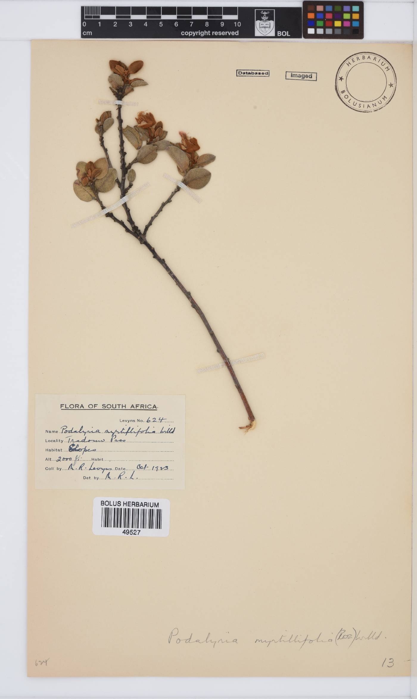 Podalyria myrtillifolia image