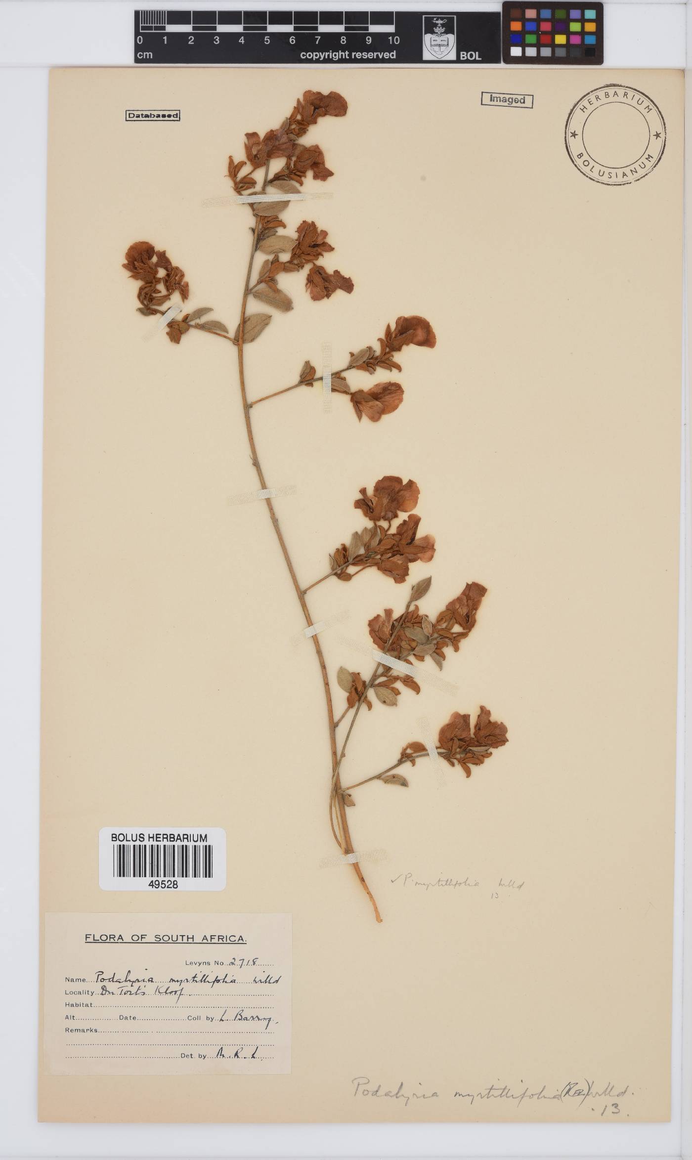 Podalyria myrtillifolia image