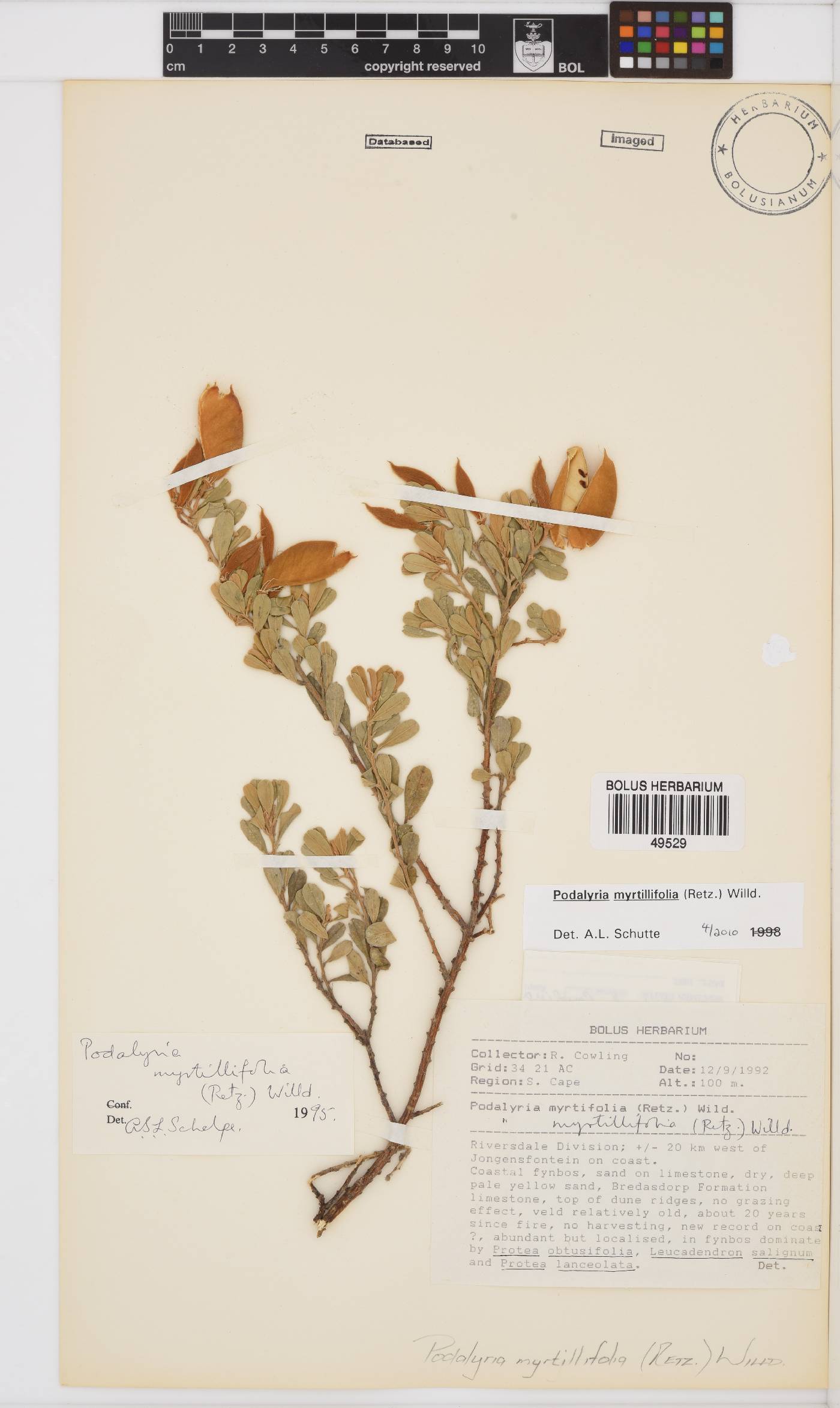 Podalyria myrtillifolia image