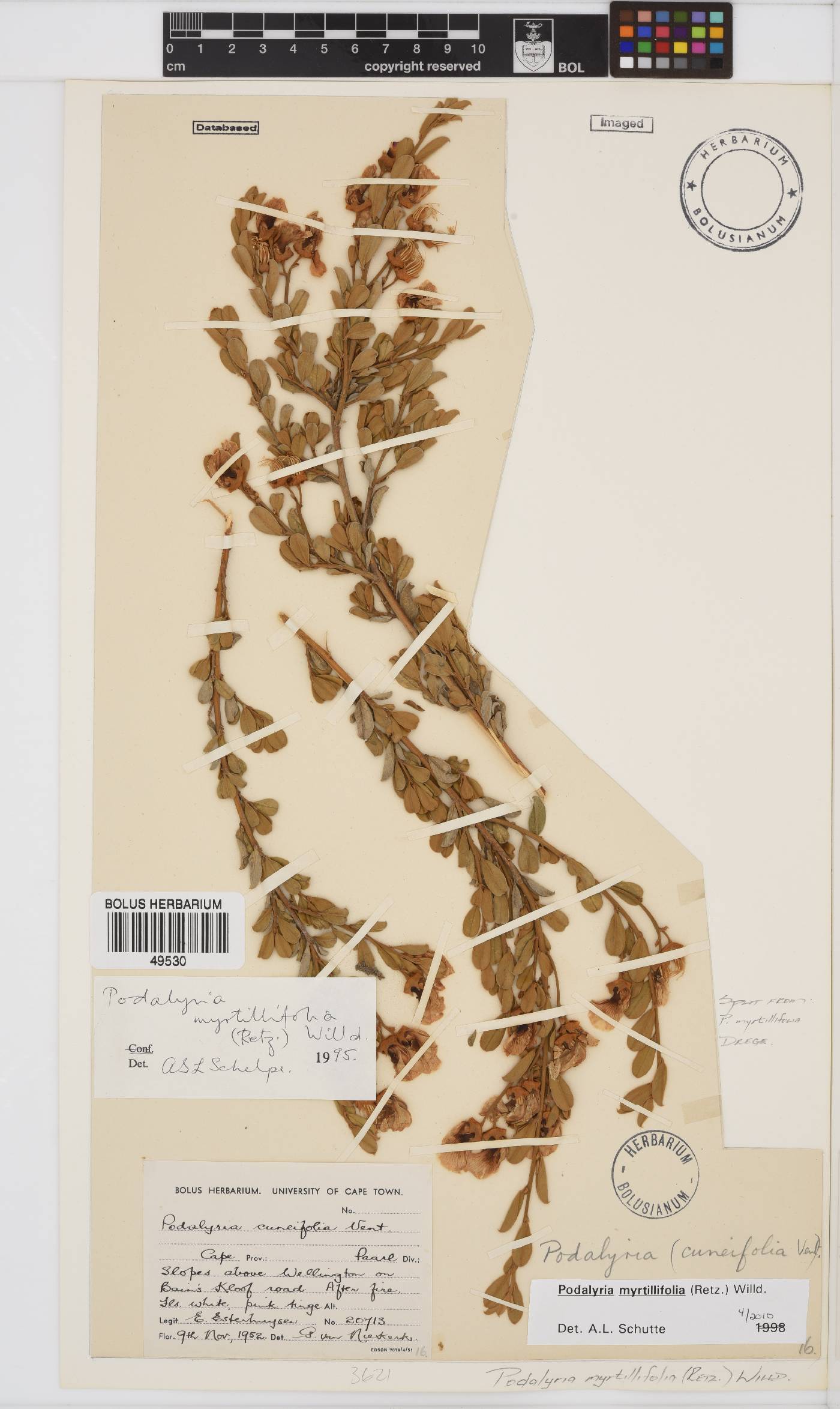 Podalyria myrtillifolia image