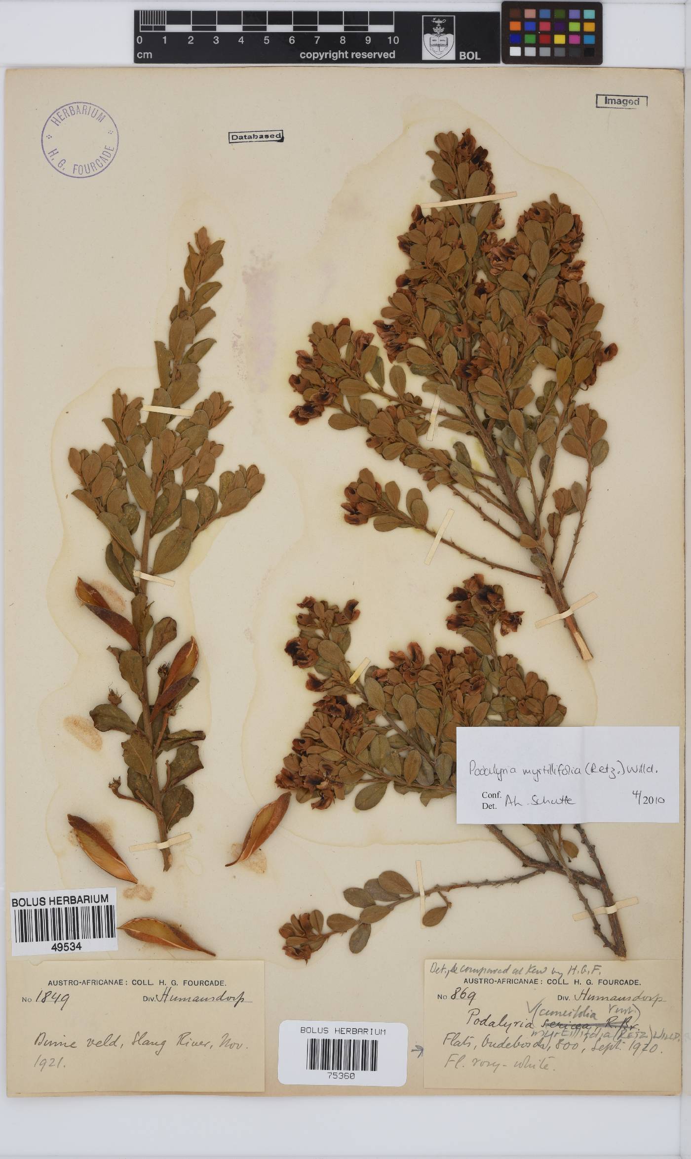Podalyria myrtillifolia image