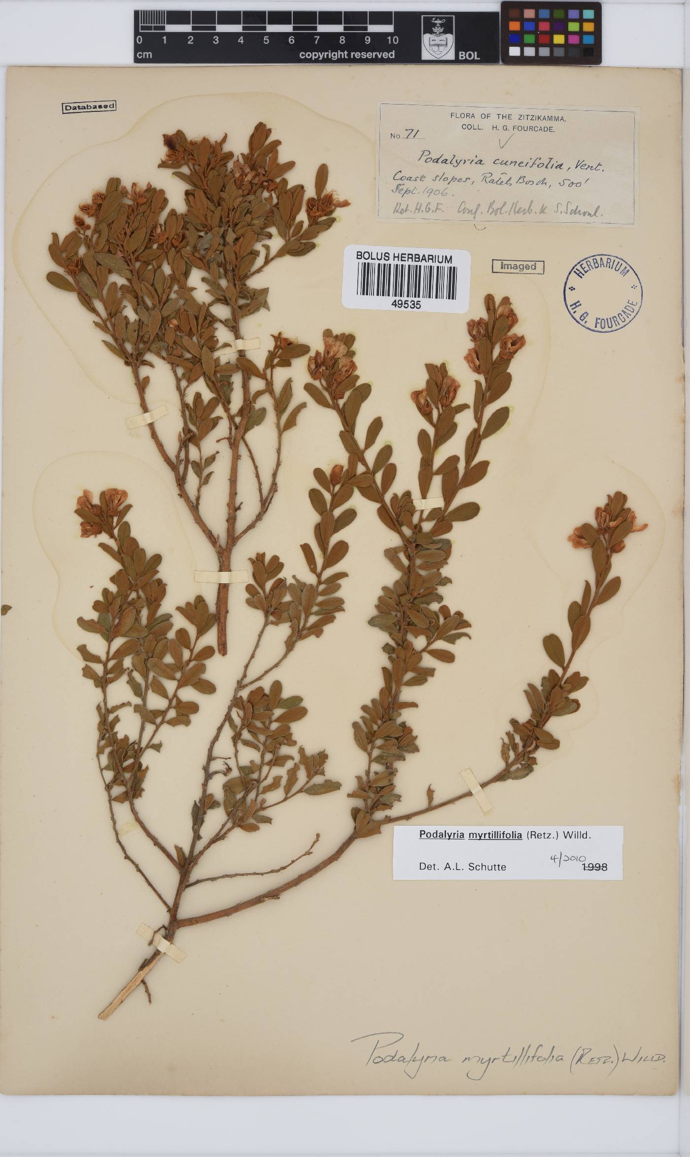 Podalyria myrtillifolia image