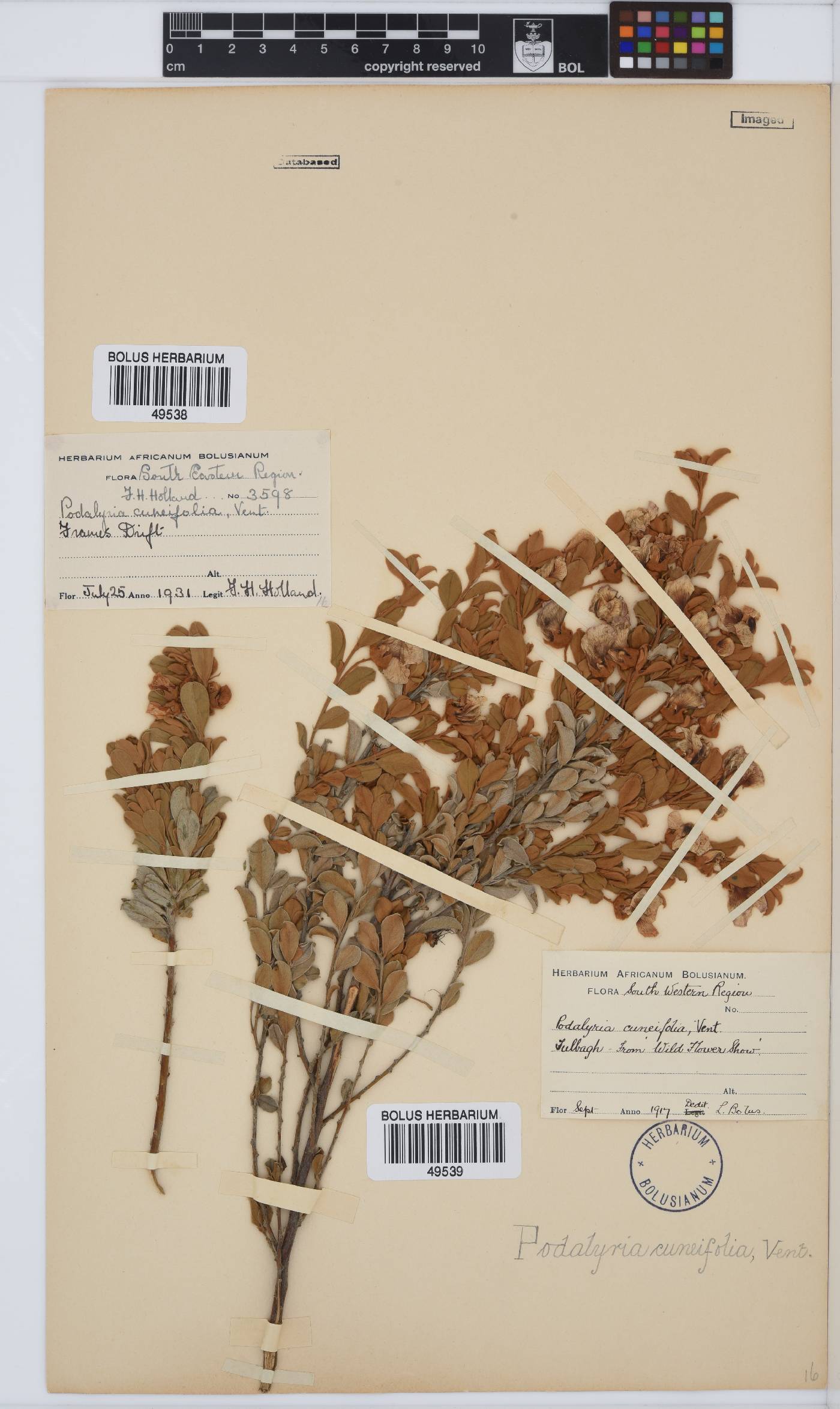 Podalyria myrtillifolia image
