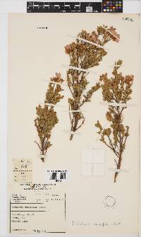 Podalyria myrtillifolia image