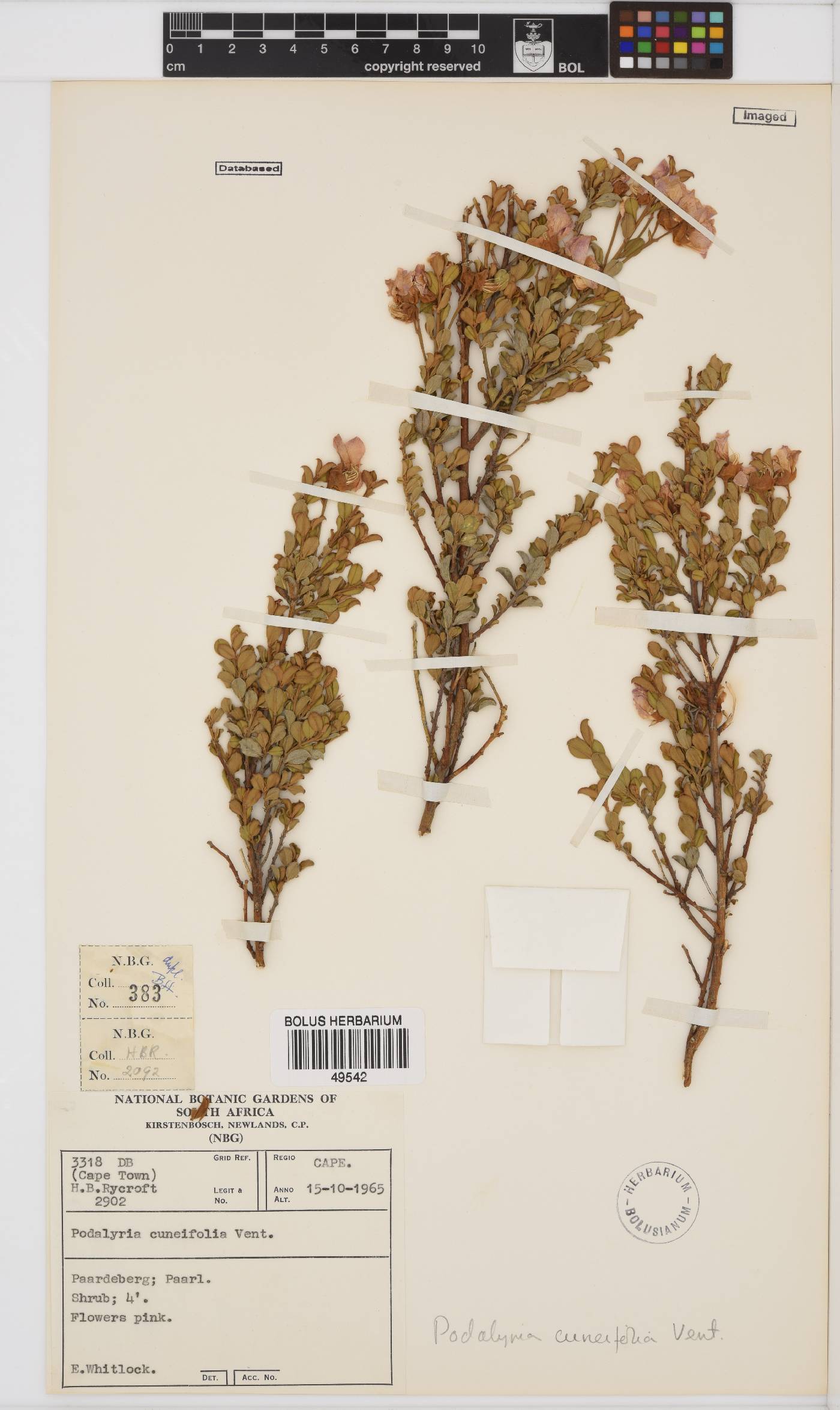 Podalyria myrtillifolia image