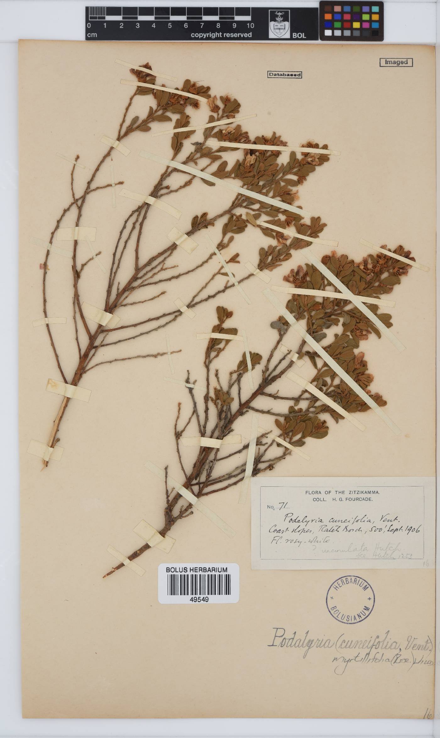 Podalyria myrtillifolia image