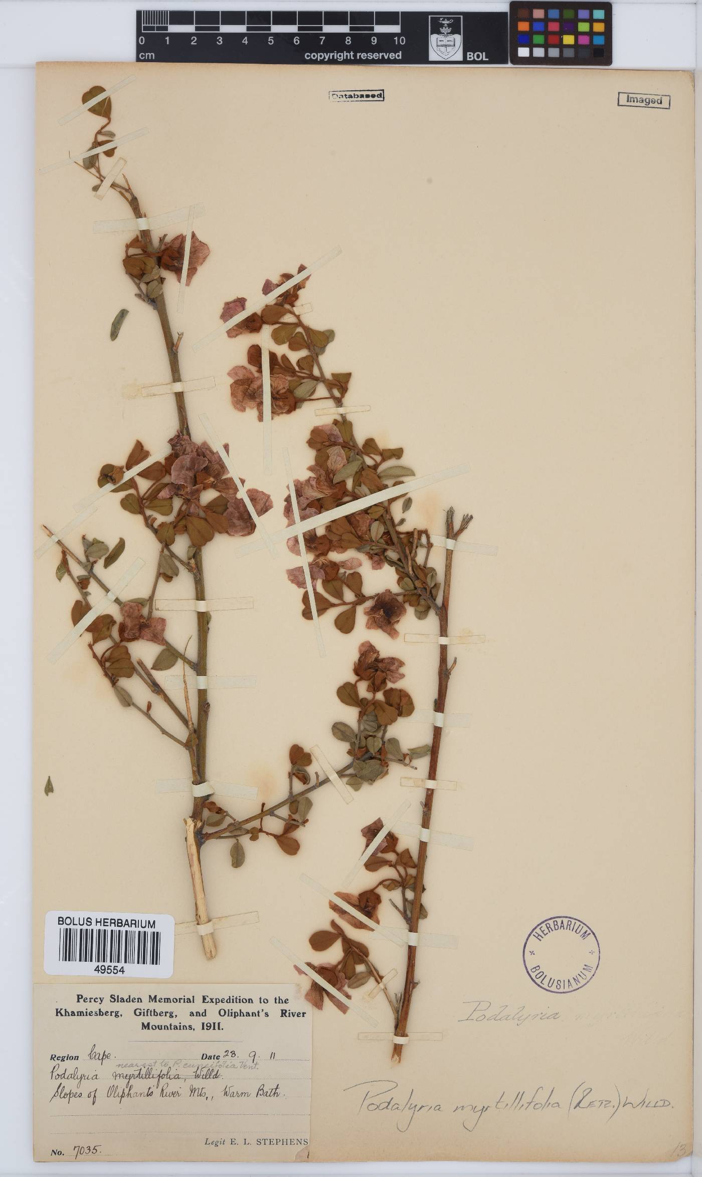 Podalyria myrtillifolia image