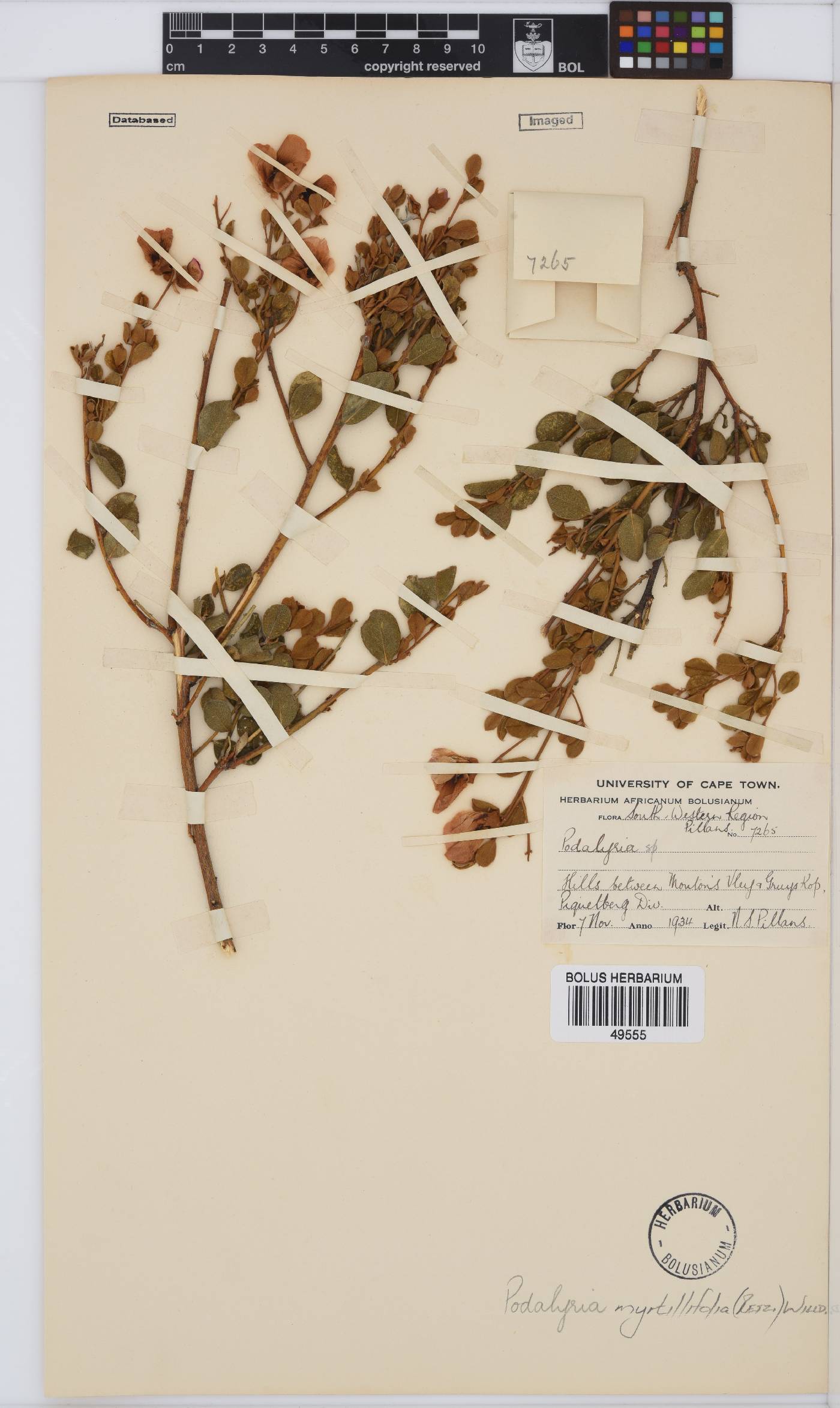 Podalyria myrtillifolia image