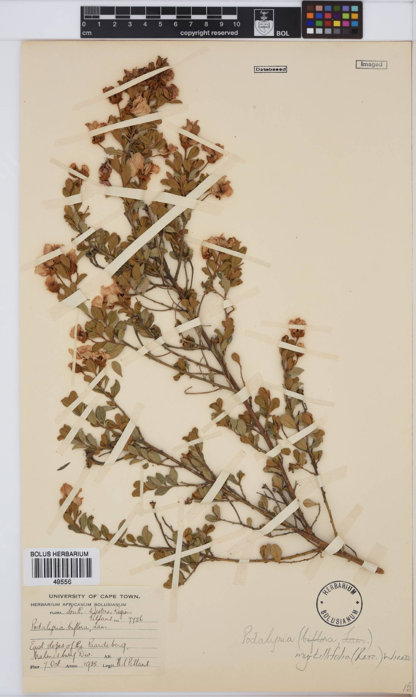 Podalyria myrtillifolia image