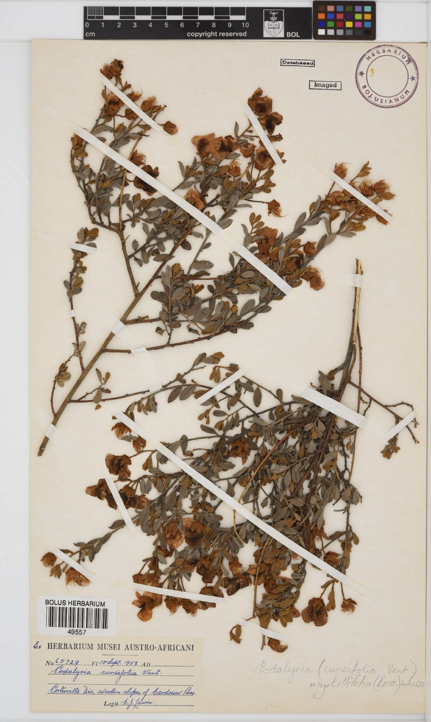 Podalyria myrtillifolia image
