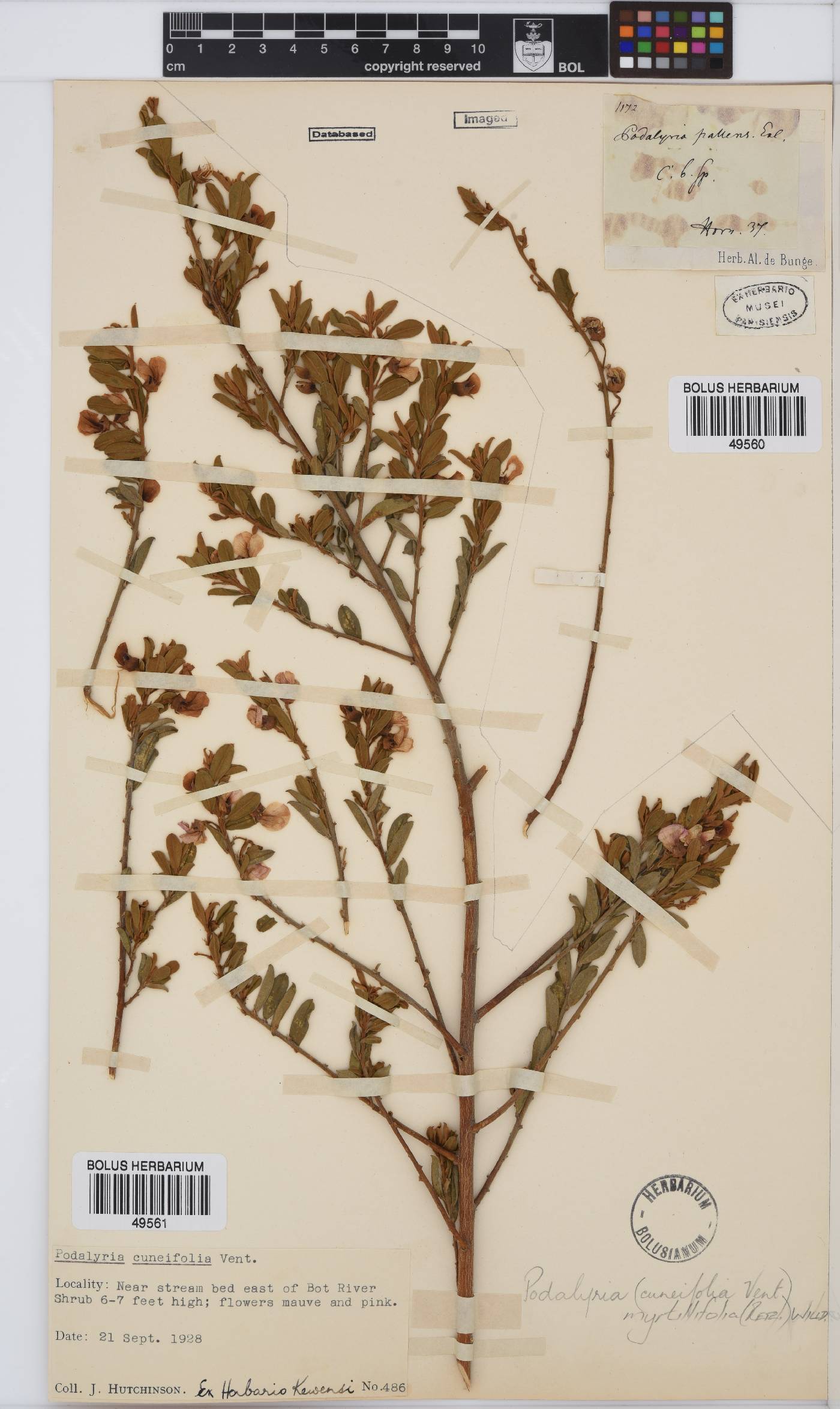 Podalyria myrtillifolia image