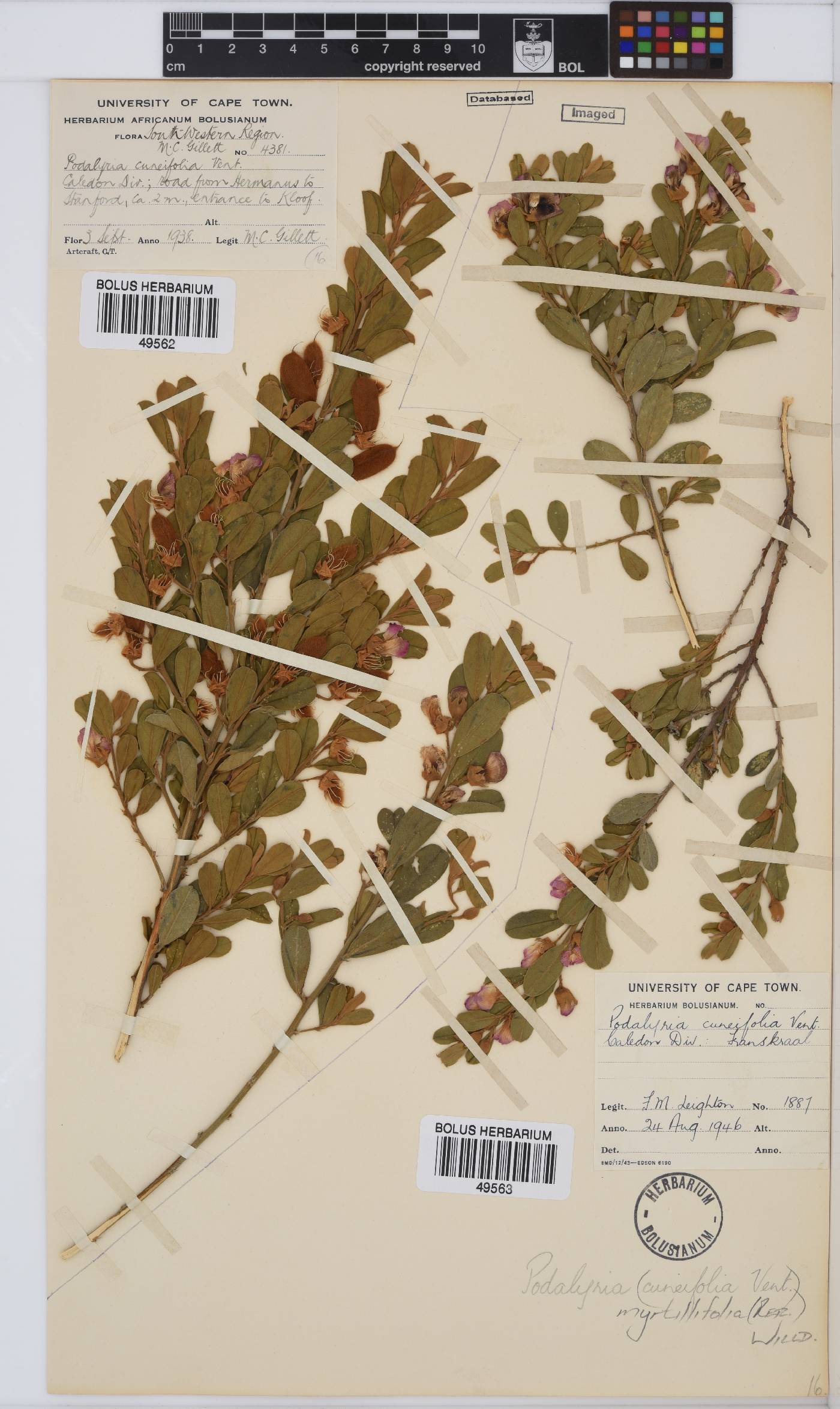 Podalyria myrtillifolia image